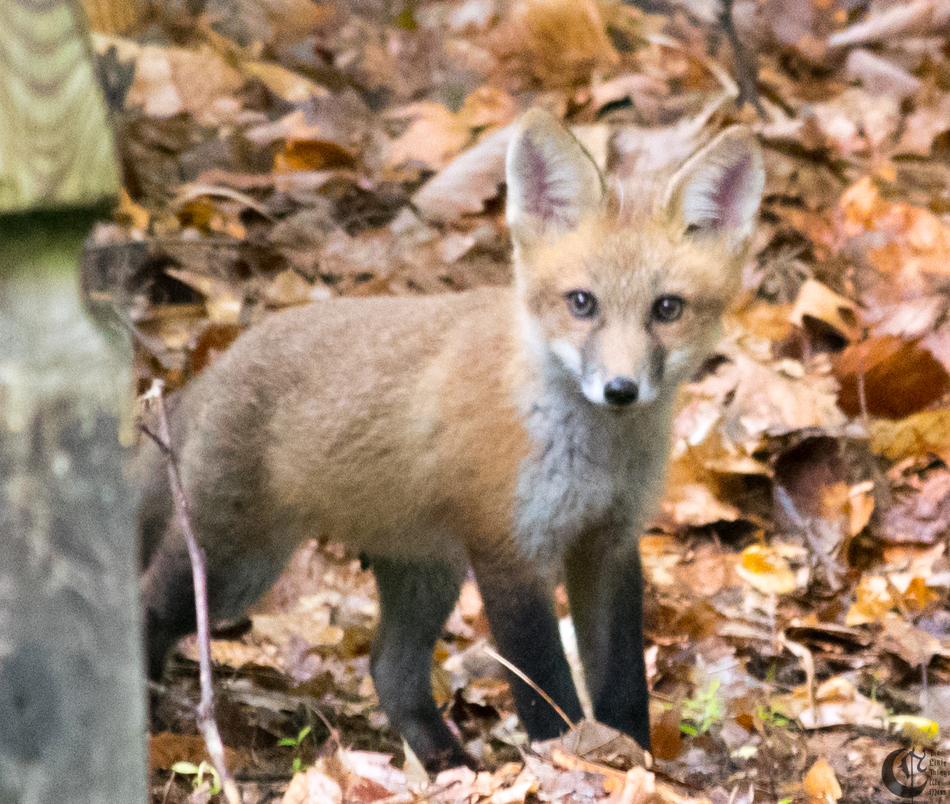 !!_170529_Foxes!_0019!!