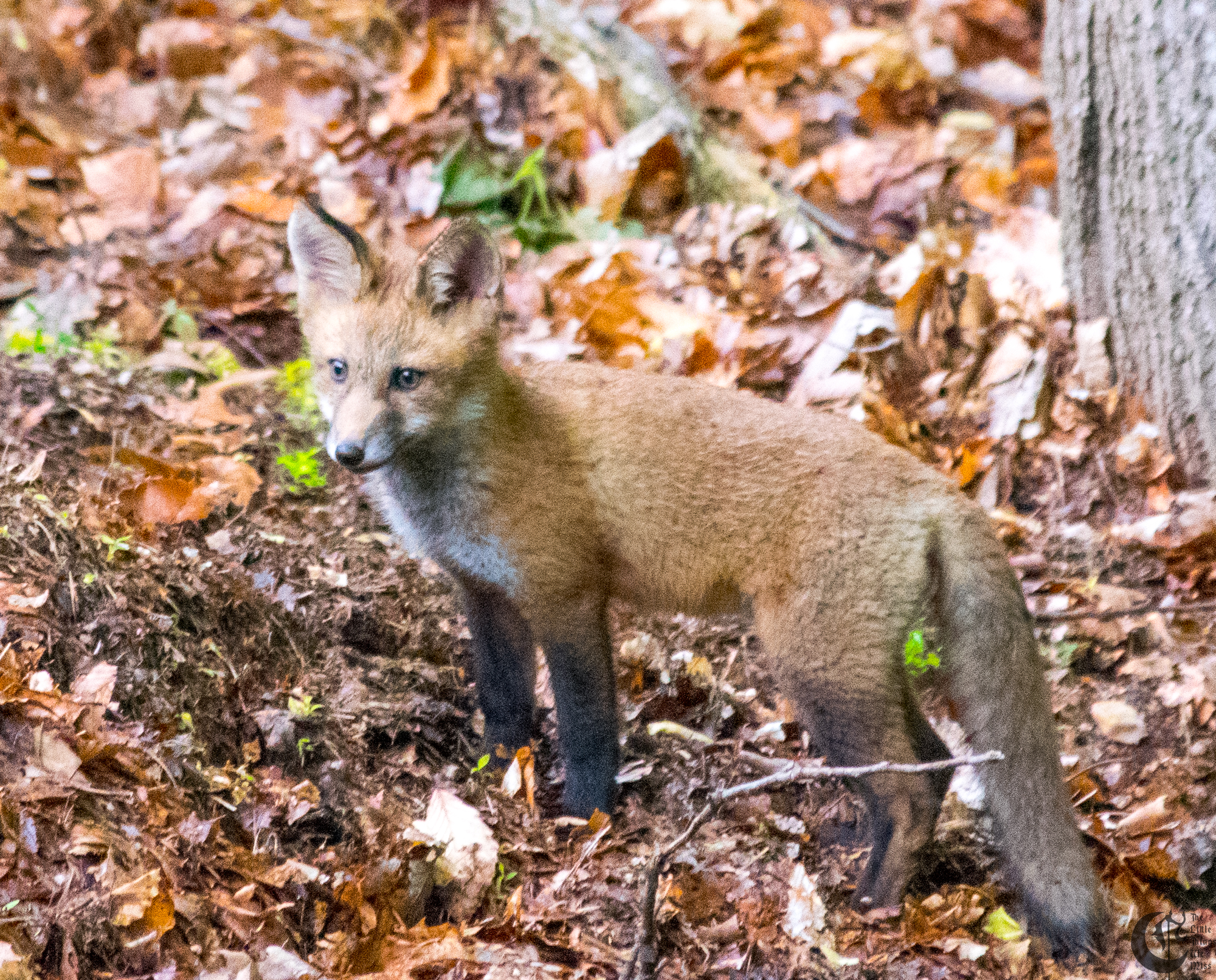 !!_170529_Foxes!_0031!!