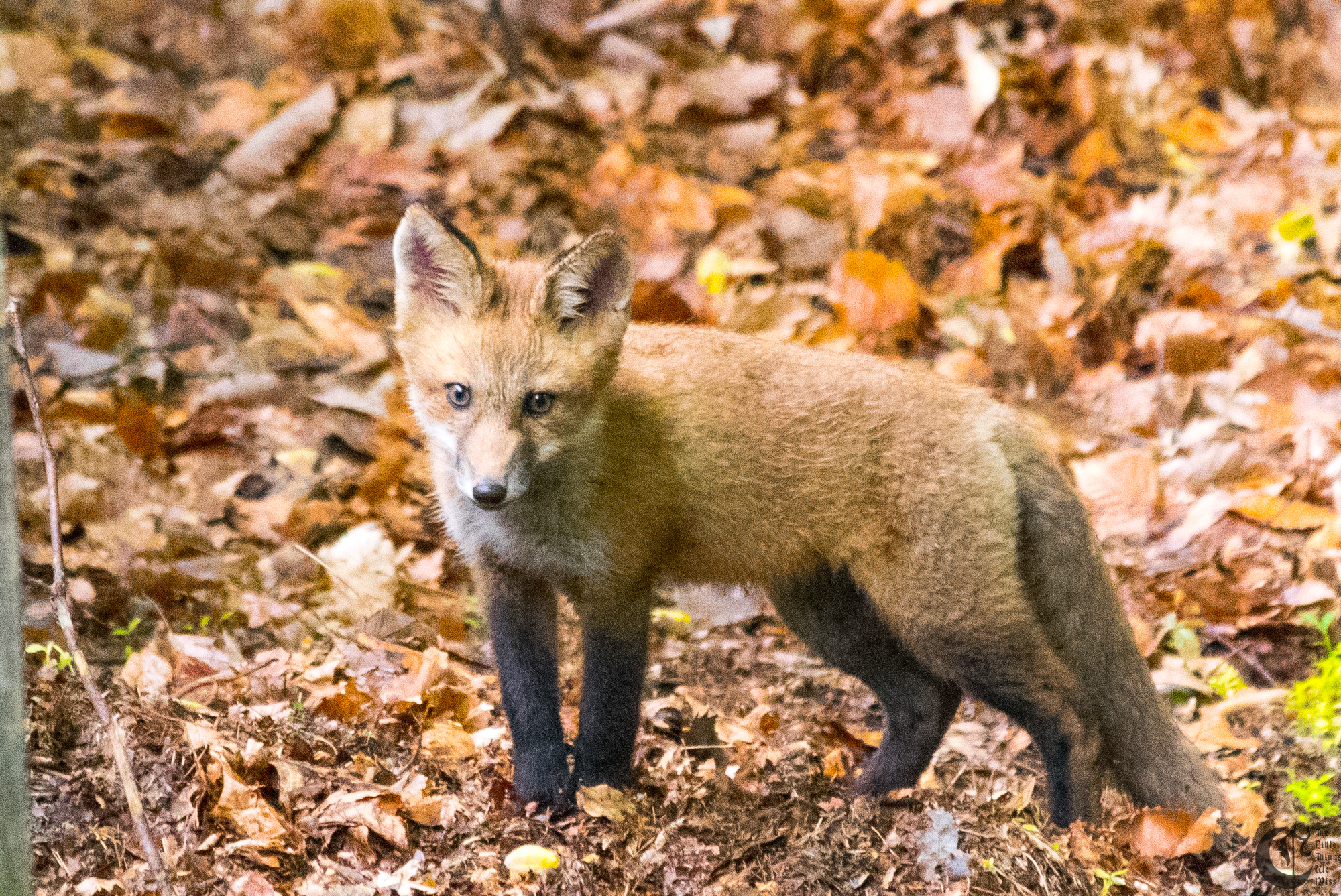 !!_170529_Foxes!_0035!!