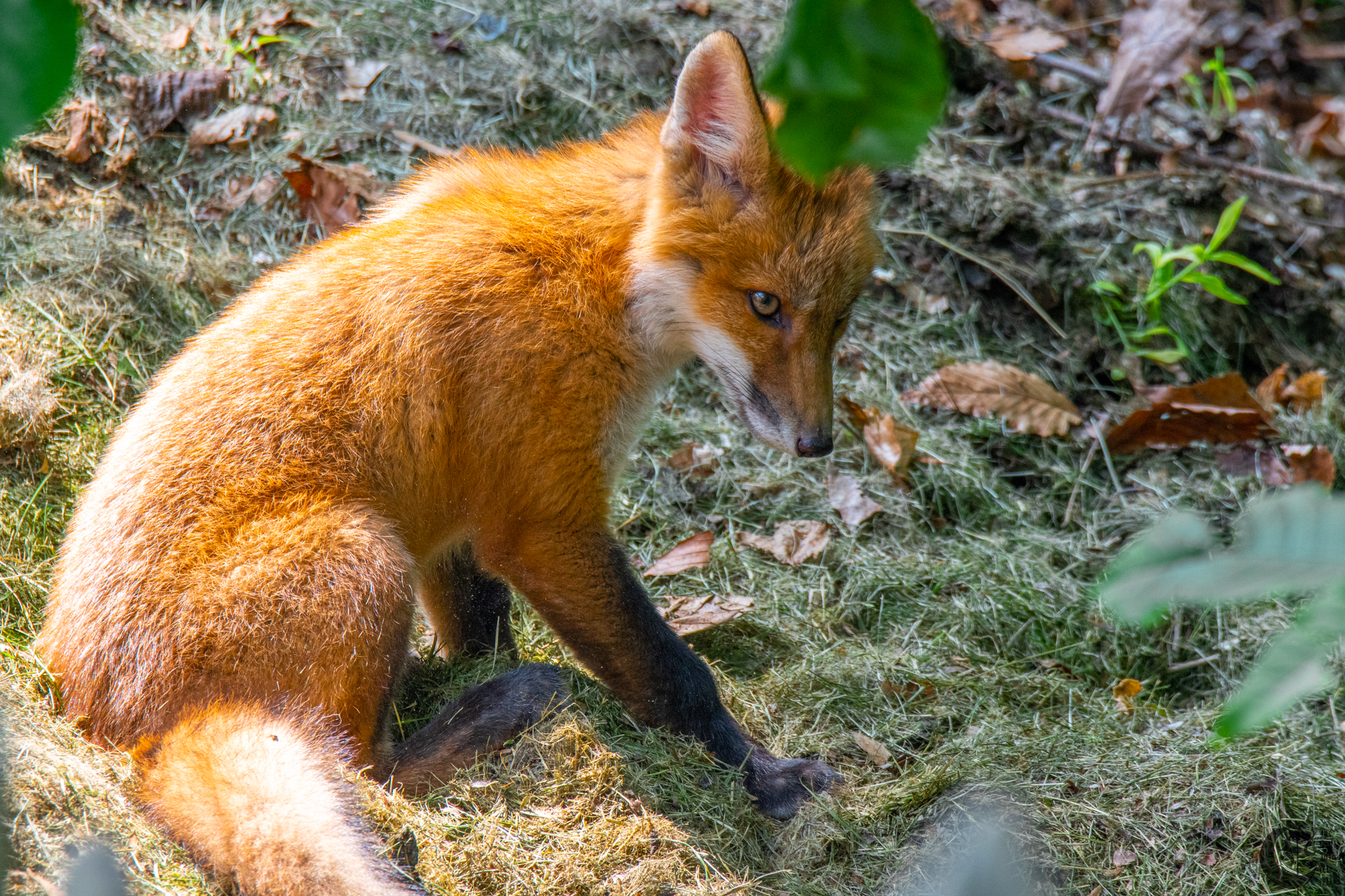 !!_Emotional_Support_Foxes-027!!