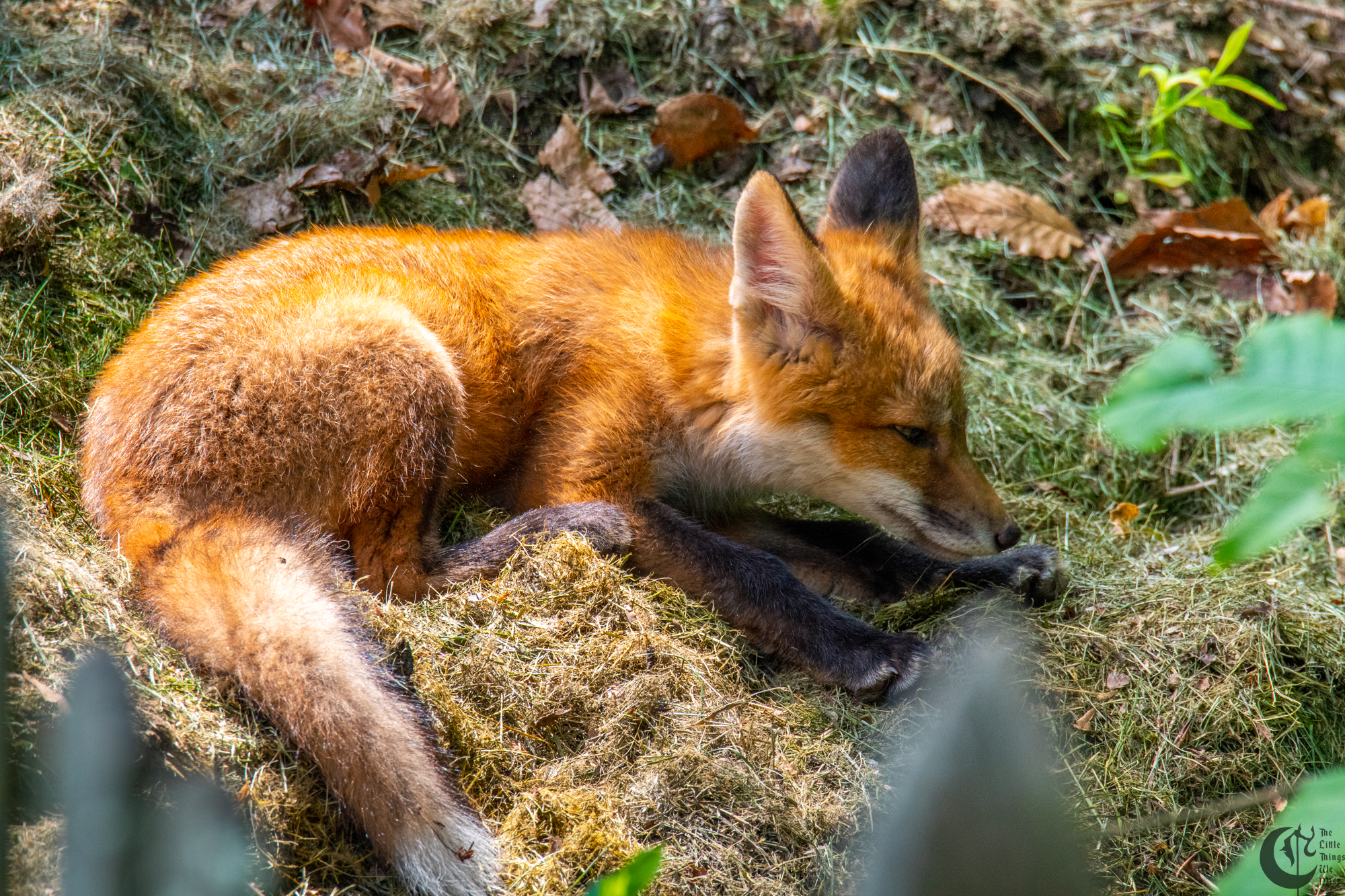 !!_Emotional_Support_Foxes-032!!