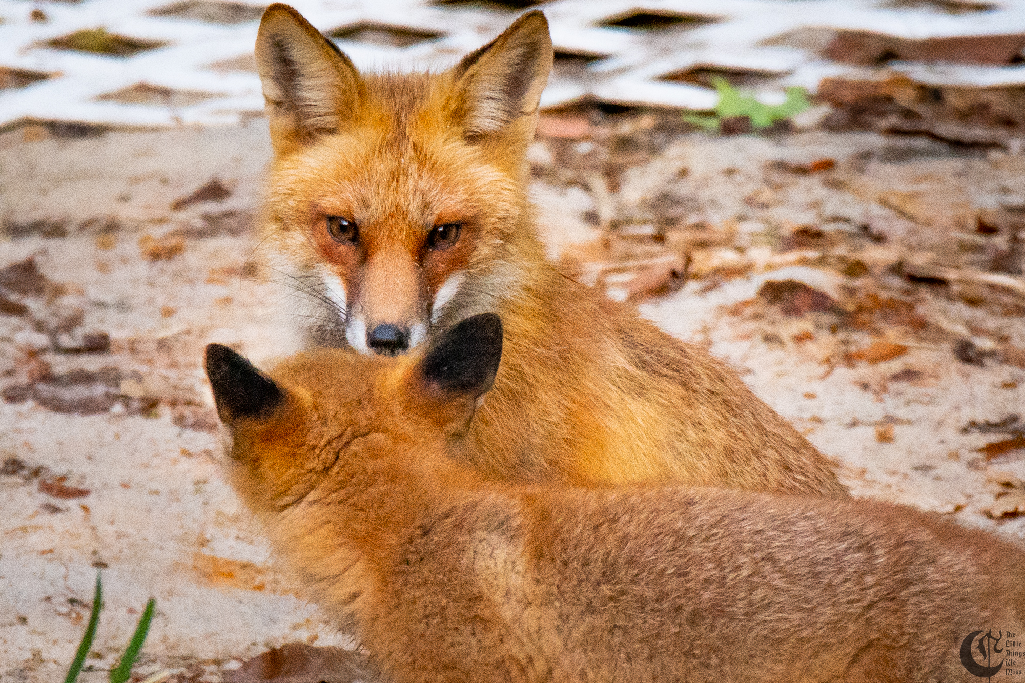 !!_Foxes!-091!!