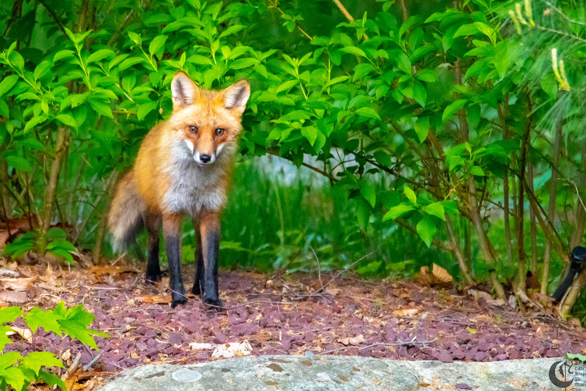 !!_Foxes!-111!!