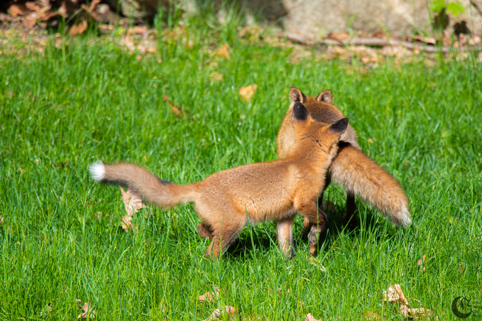 !!_Sunny_Foxes-013!!