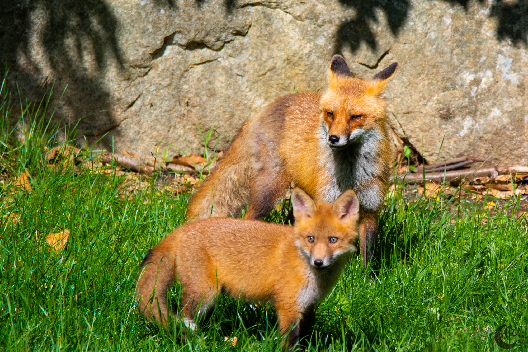 !!_Sunny_Foxes-025!!