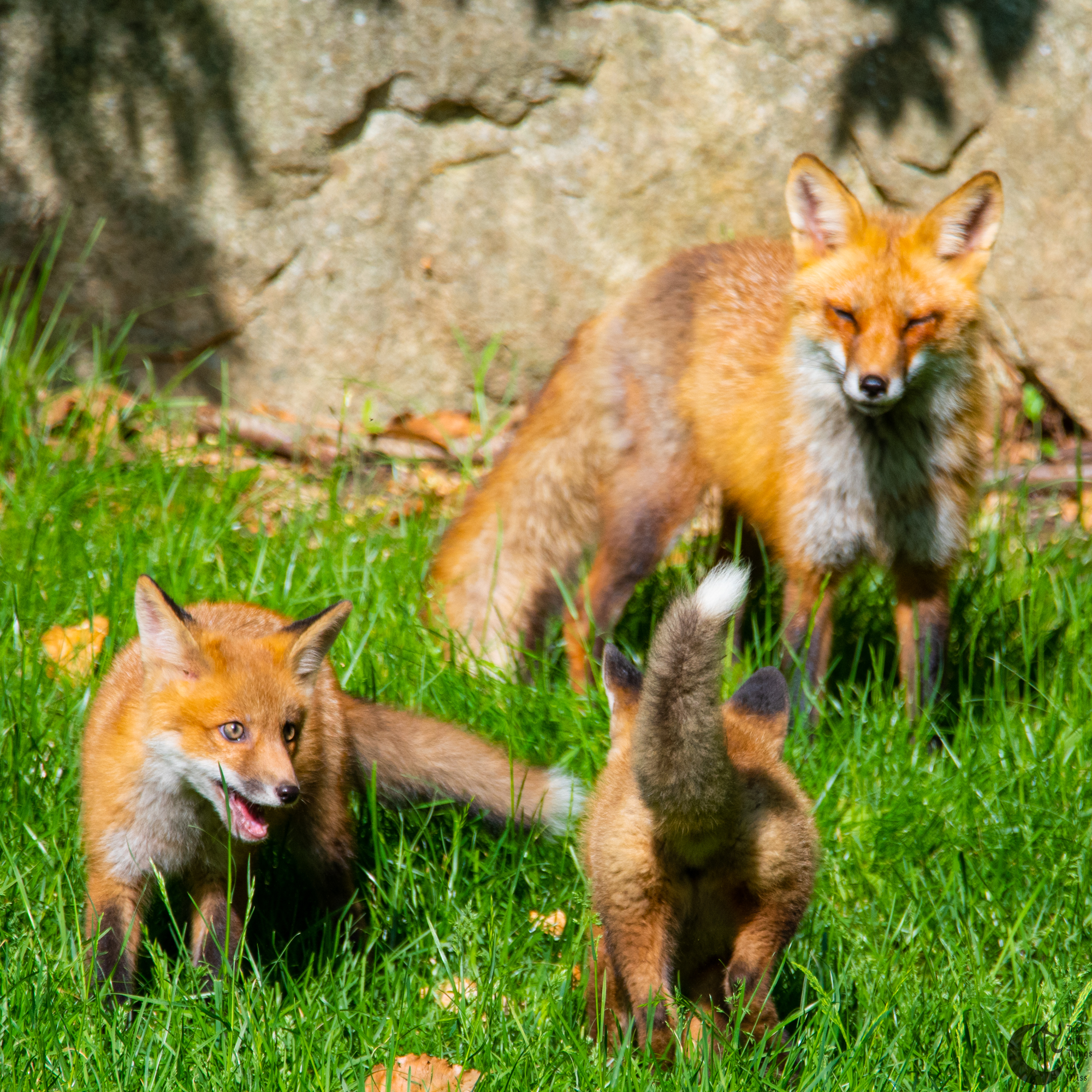 !!_Sunny_Foxes-028!!