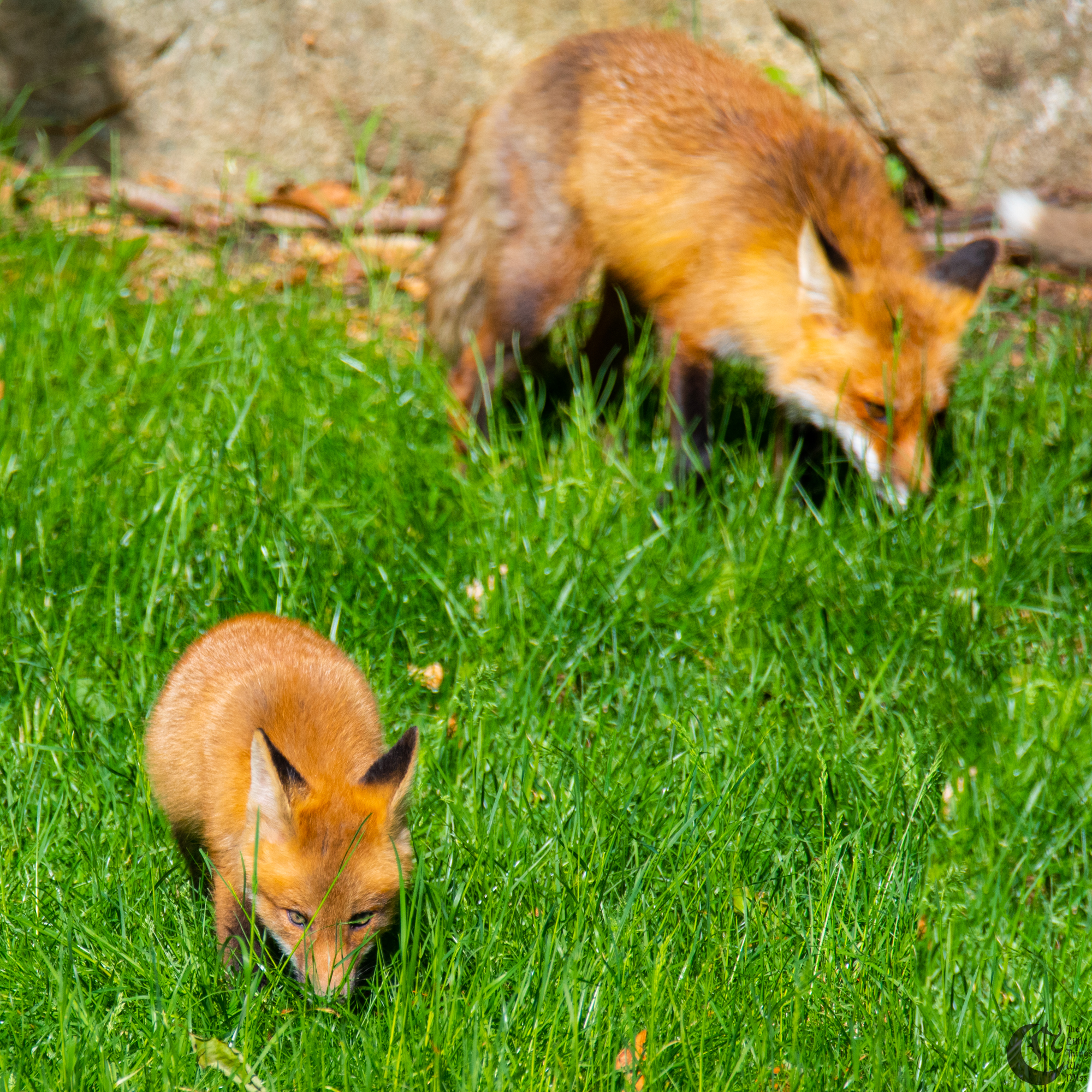 !!_Sunny_Foxes-032!!