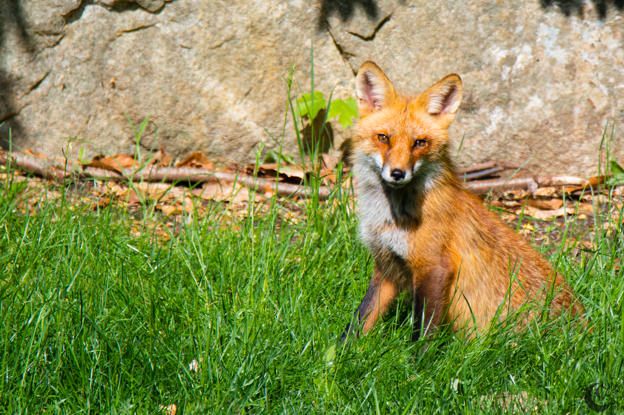!!_Sunny_Foxes-057!!