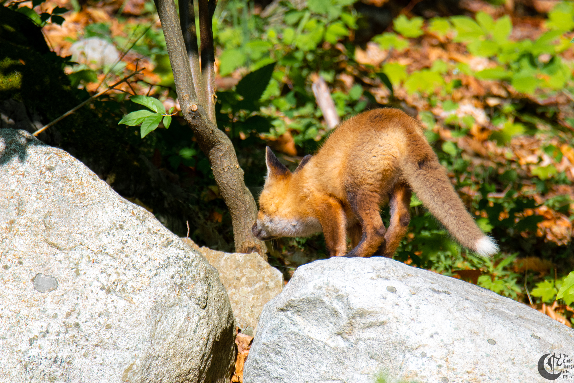 !!_Sunny_Foxes-076!!