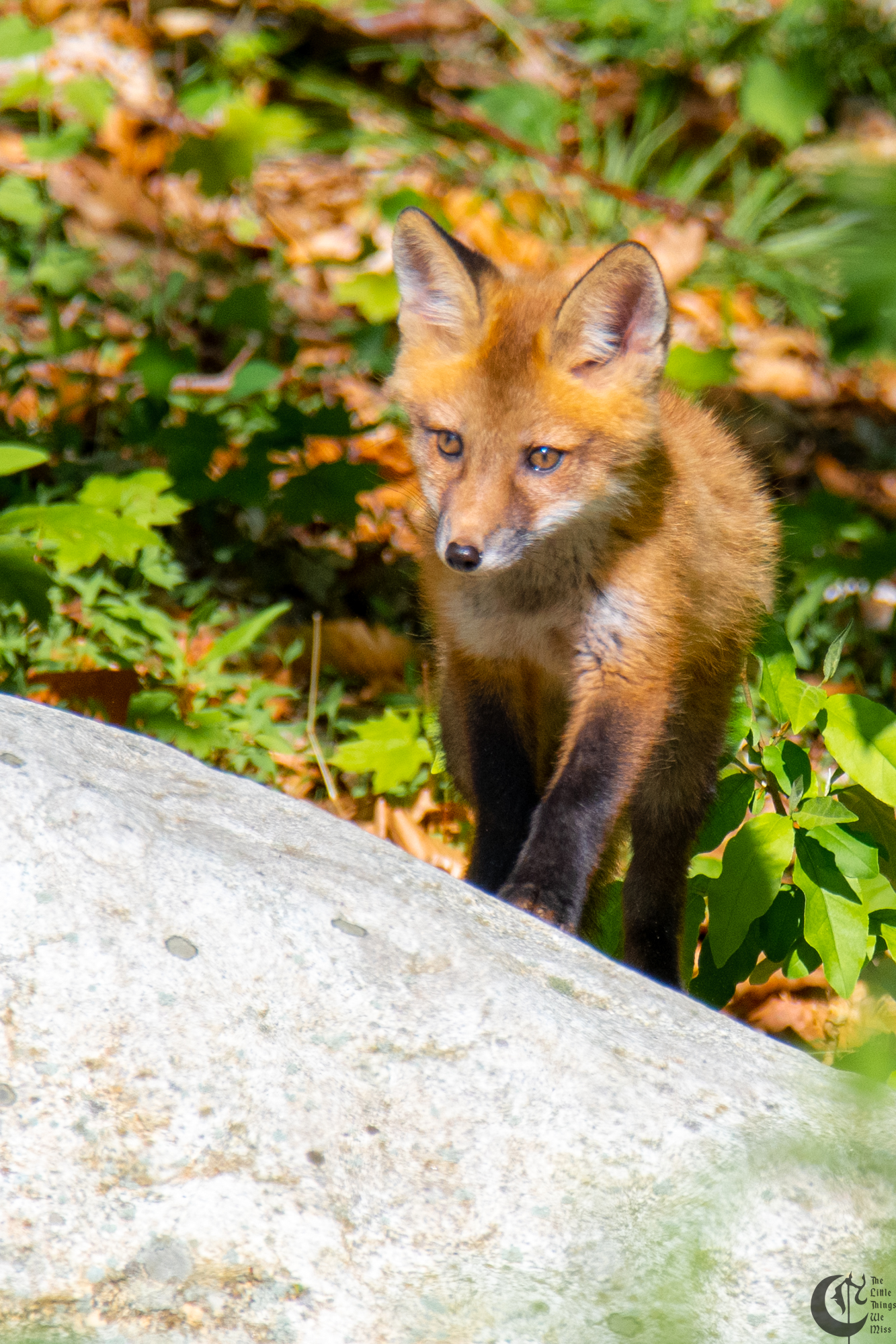 !!_Sunny_Foxes-105!!