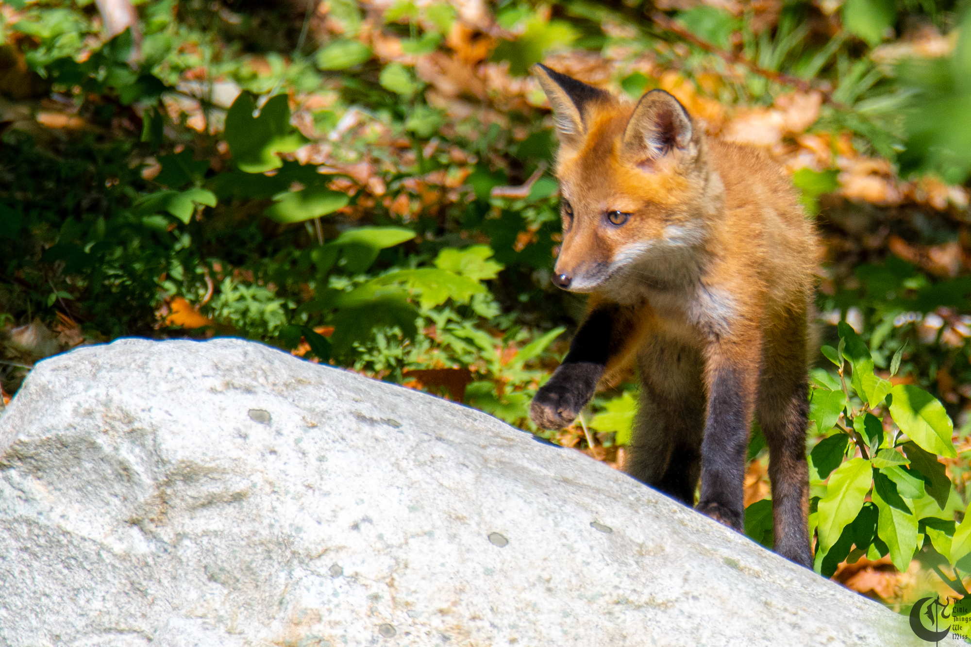 !!_Sunny_Foxes-106!!