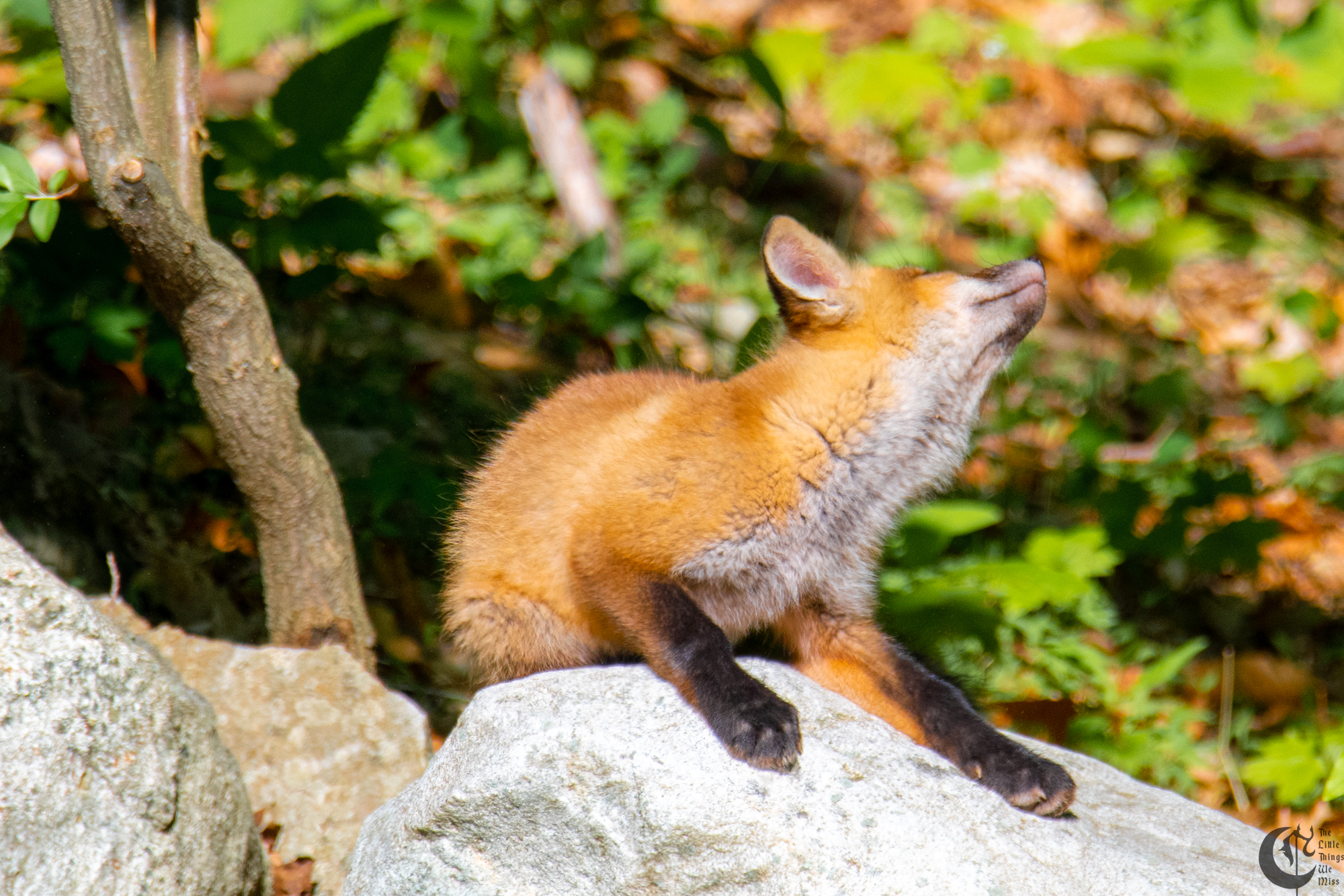 !!_Sunny_Foxes-119!!