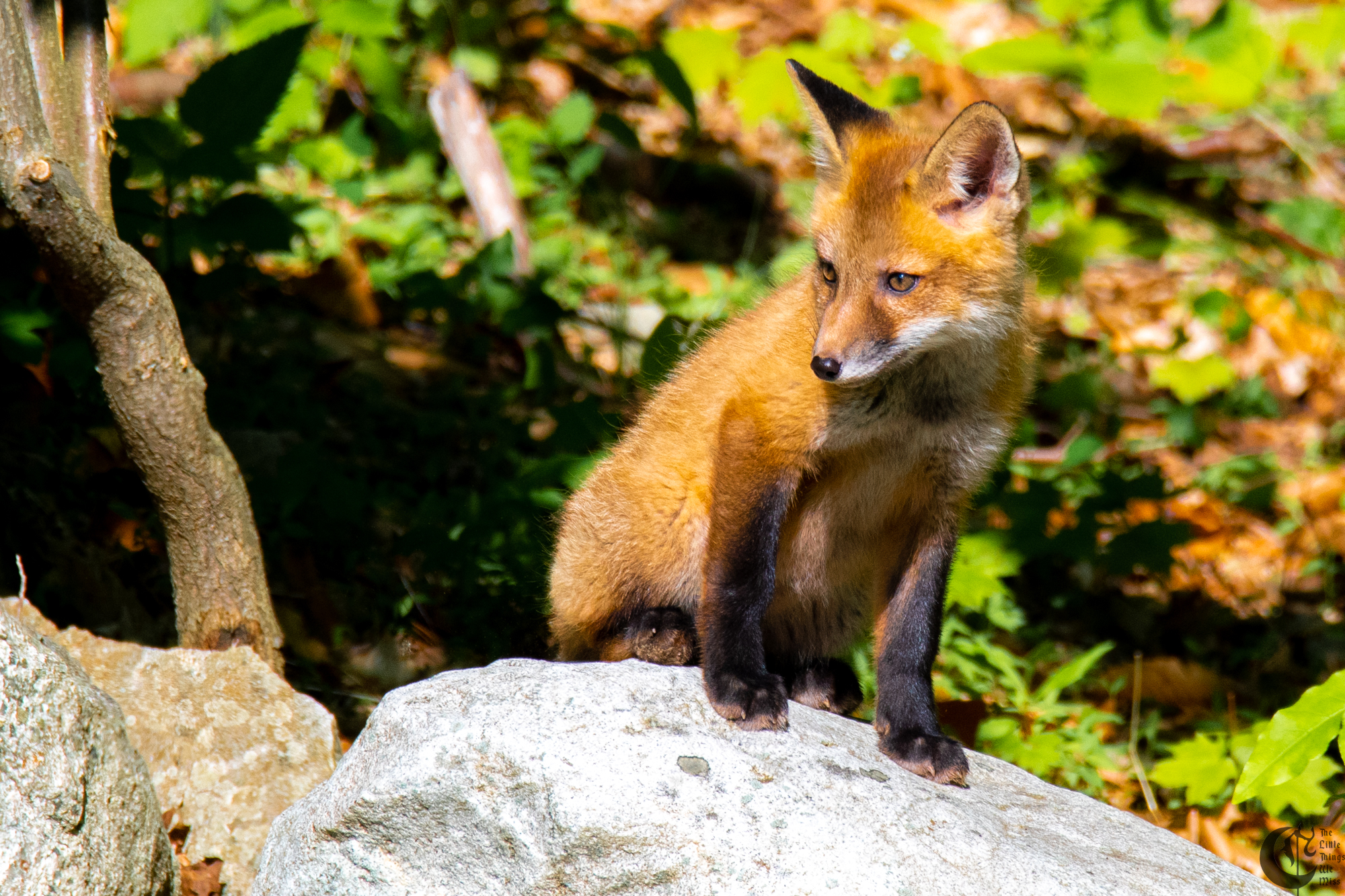 !!_Sunny_Foxes-122!!