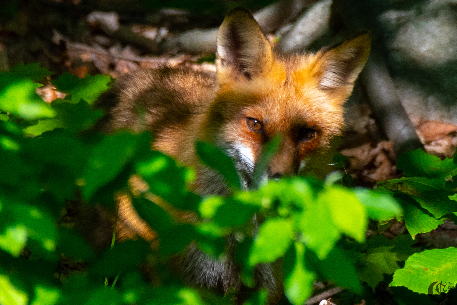 !!_Sunny_Foxes-128!!