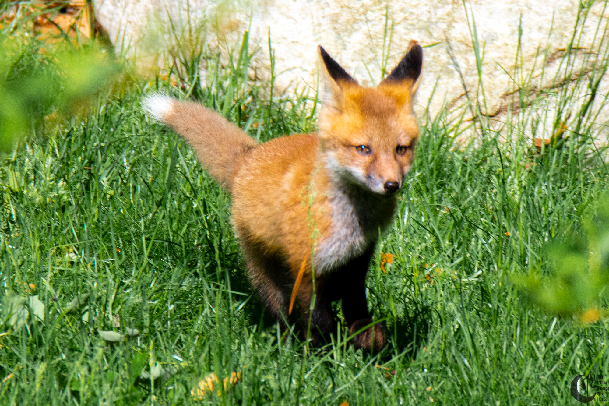 !!_Sunny_Foxes-145!!
