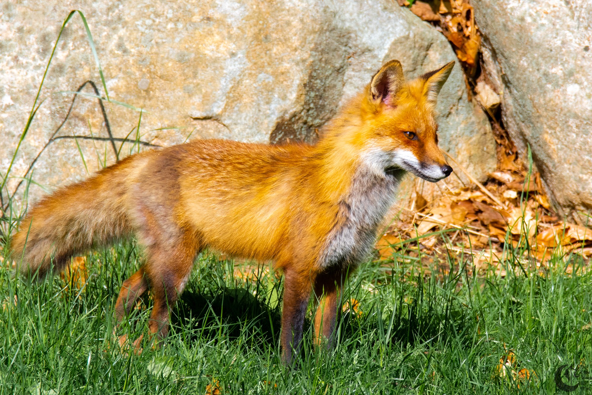 !!_Sunny_Foxes-162!!