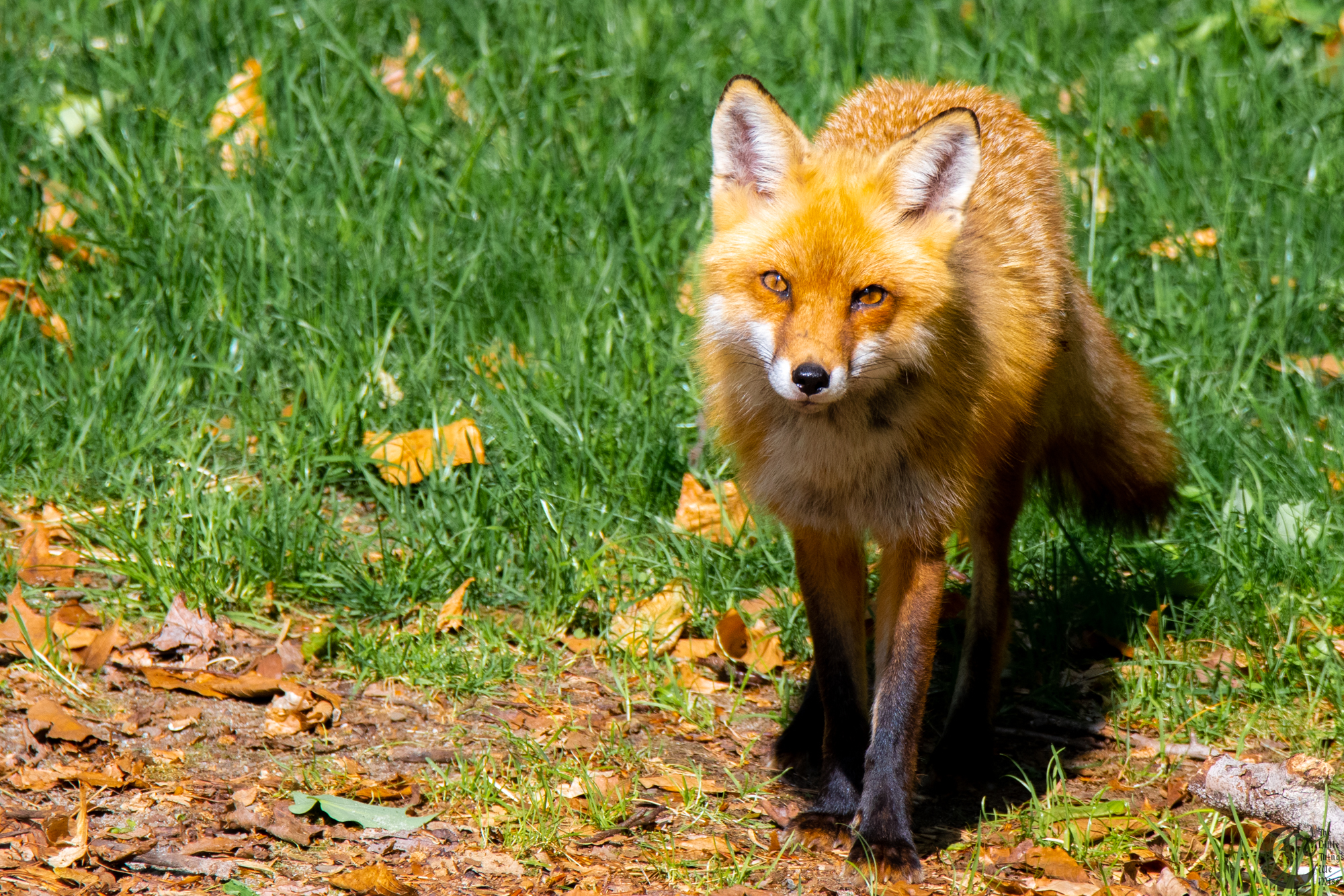!!_Sunny_Foxes-168!!