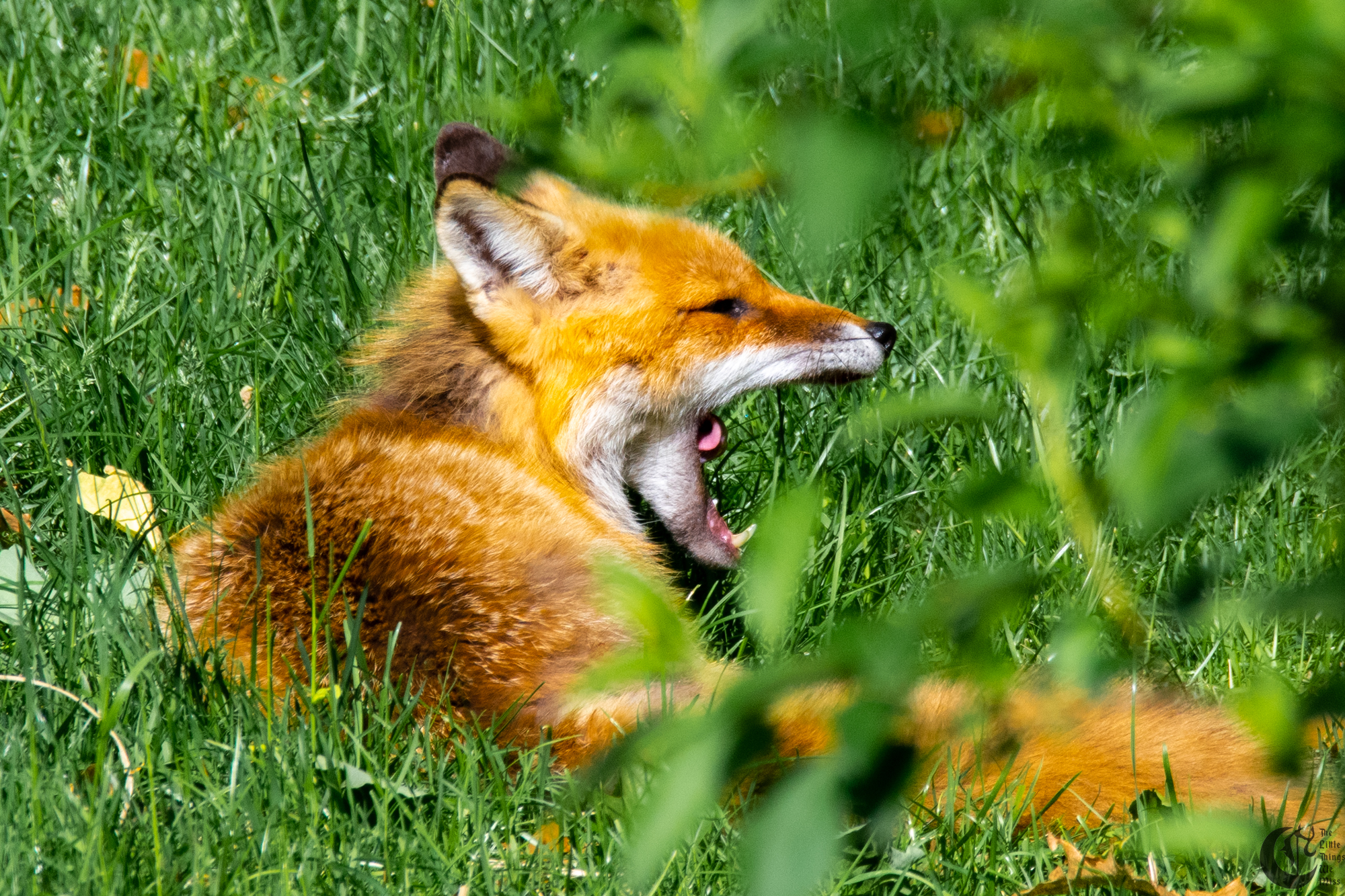 !!_Sunny_Foxes-181!!