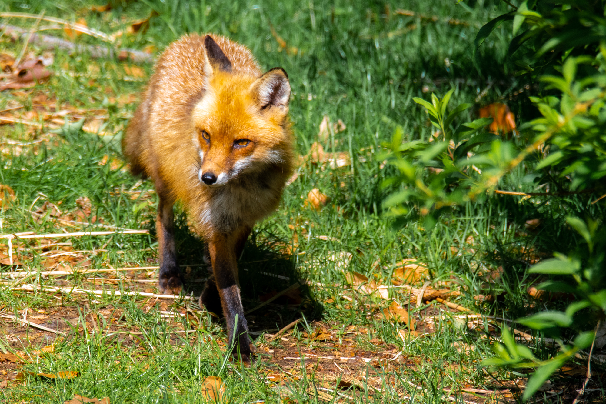 !!_Sunny_Foxes-196!!
