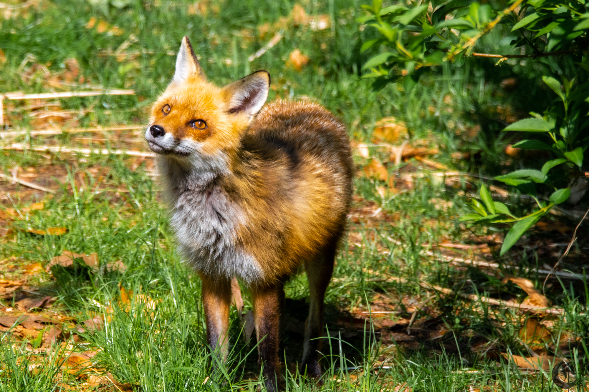 !!_Sunny_Foxes-204!!