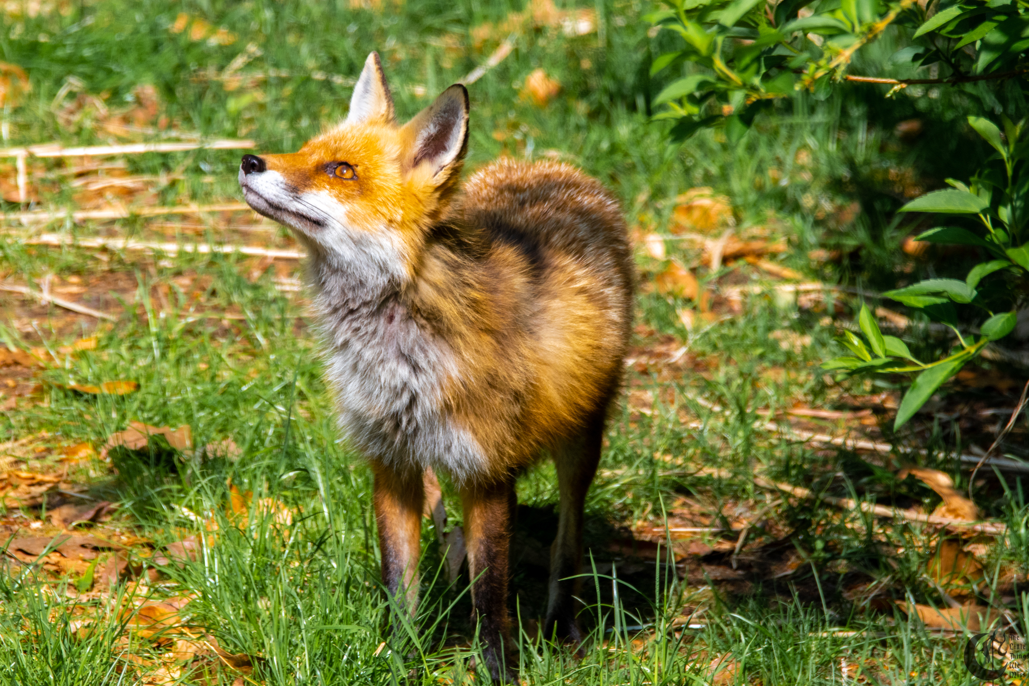 !!_Sunny_Foxes-205!!