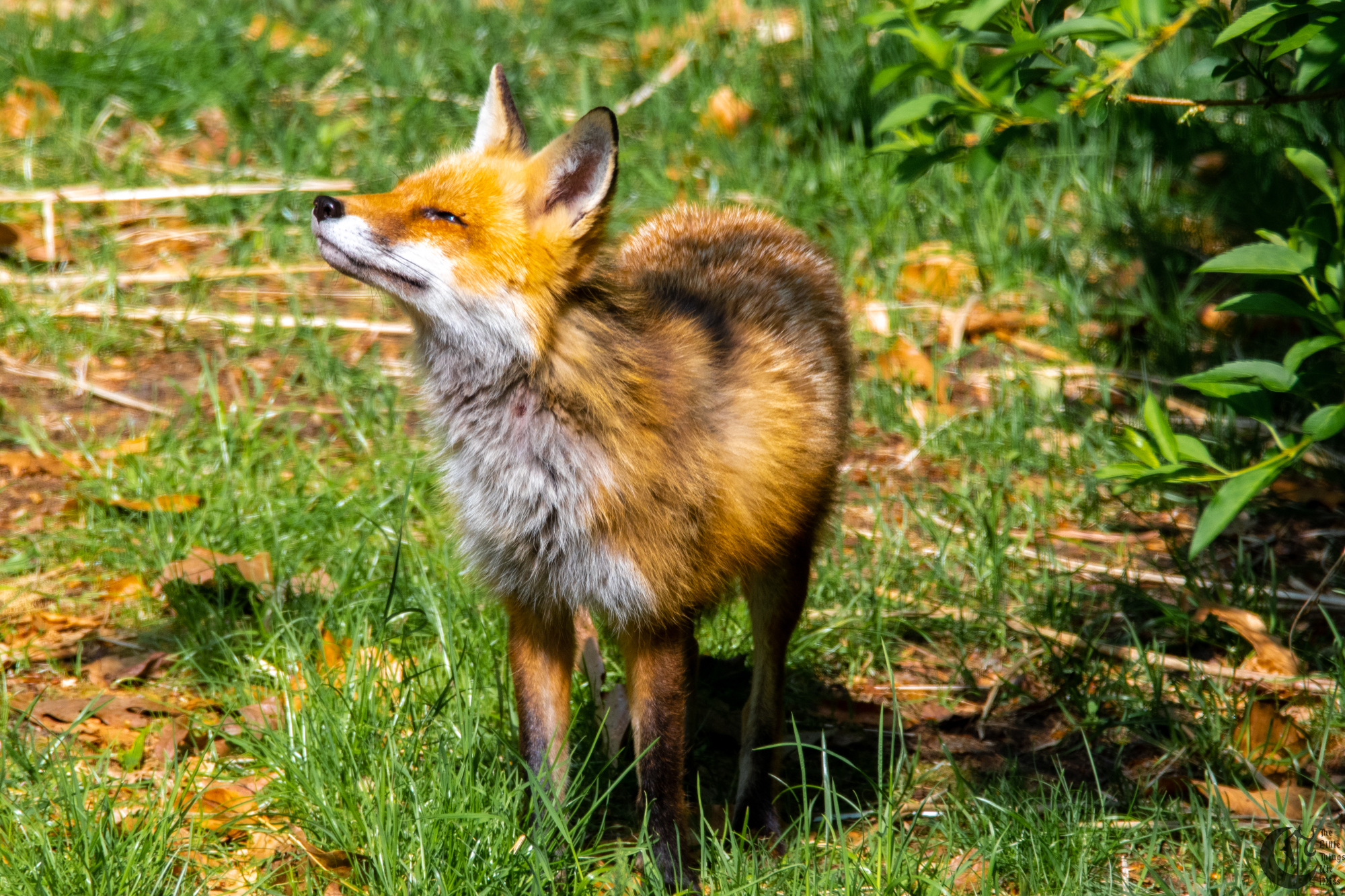 !!_Sunny_Foxes-206!!