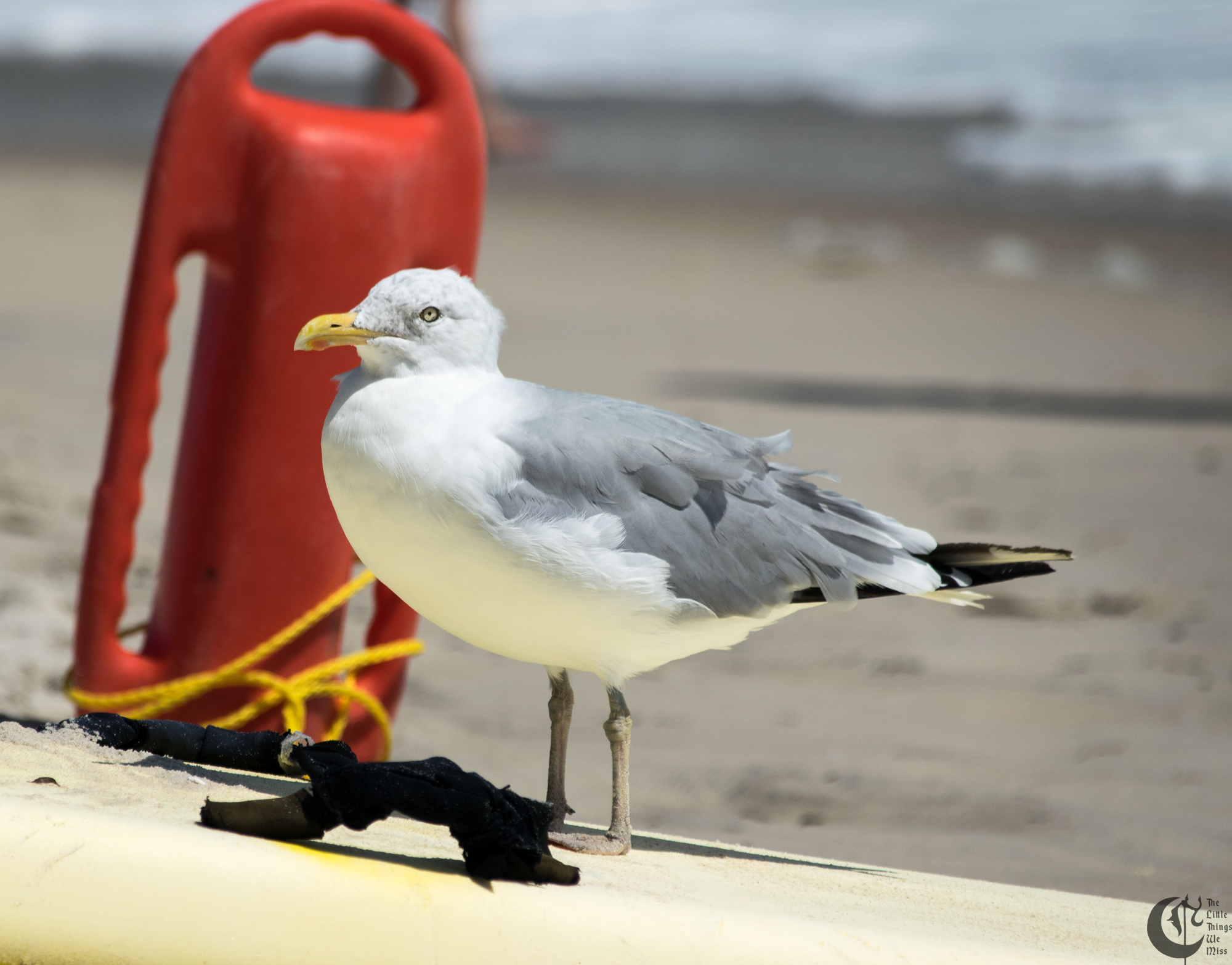 !!_170830_LBI_0042!!