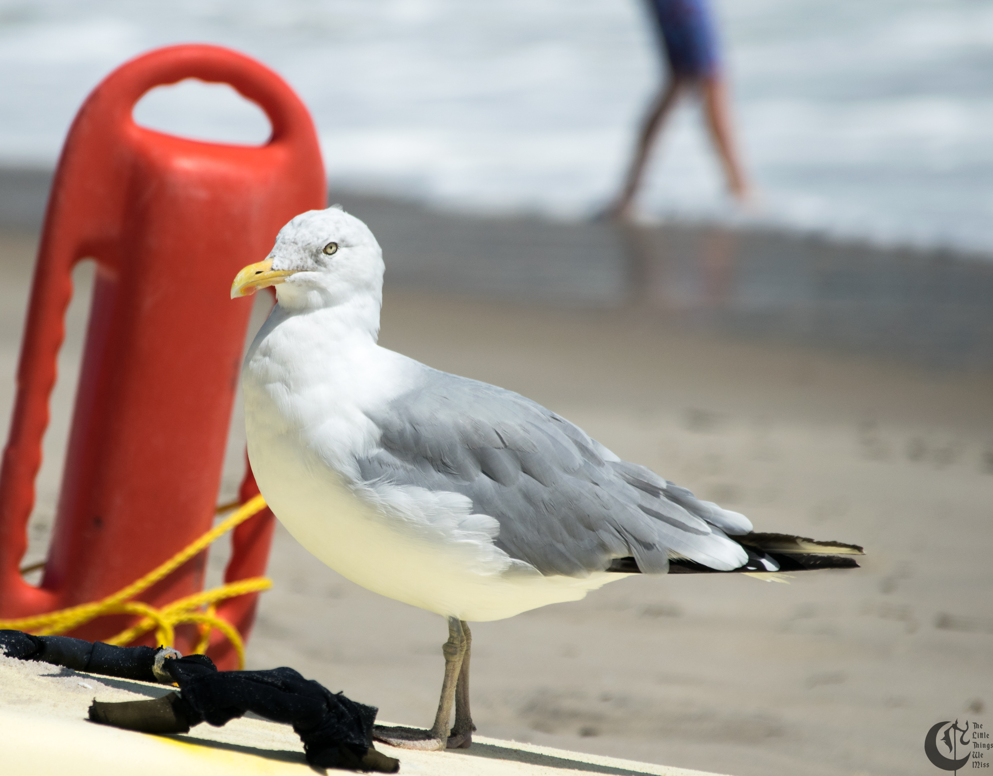 !!_170830_LBI_0045!!