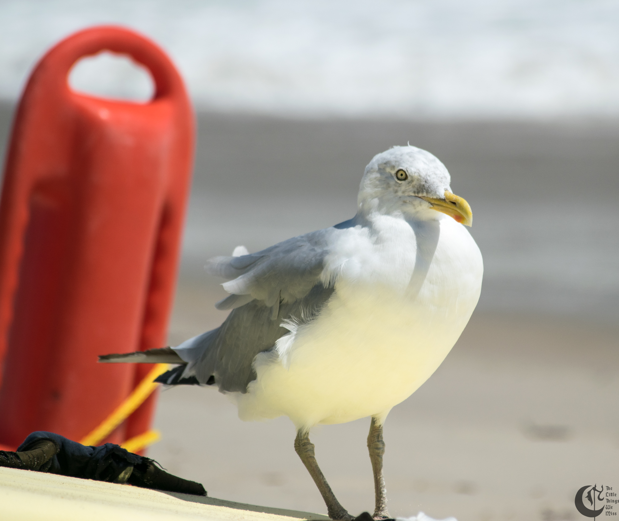 !!_170830_LBI_0049!!