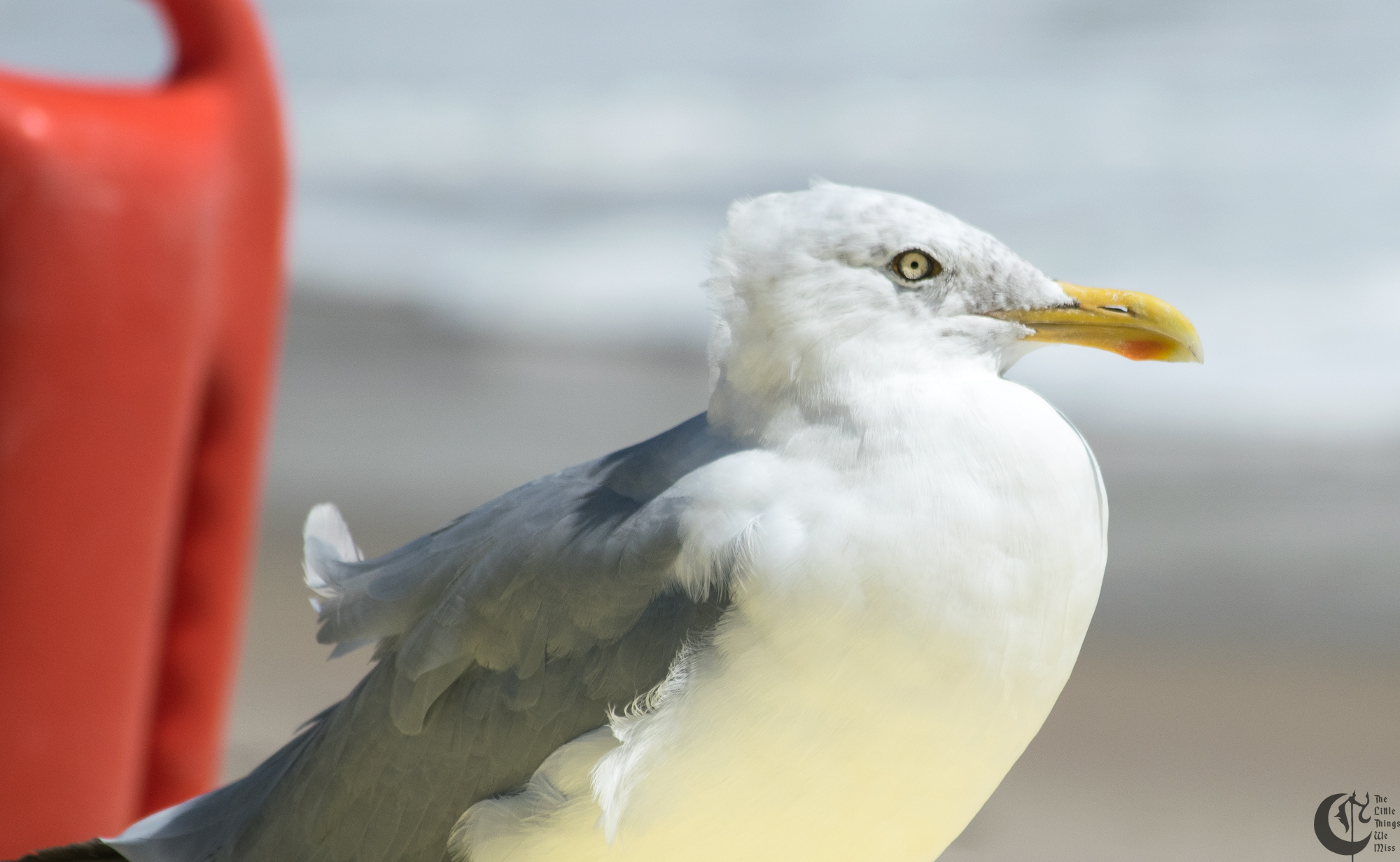 !!_170830_LBI_0051!!