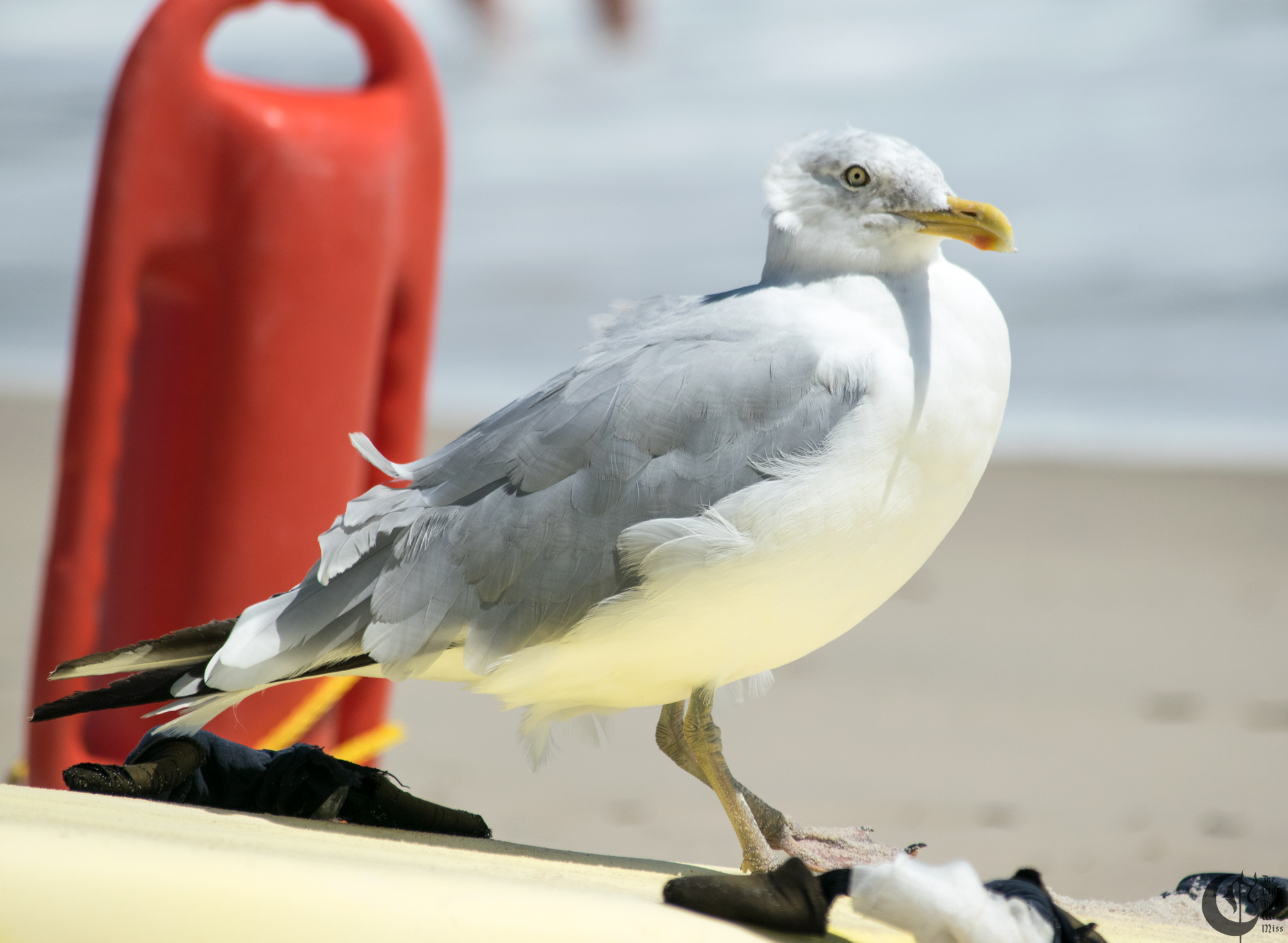 !!_170830_LBI_0062!!