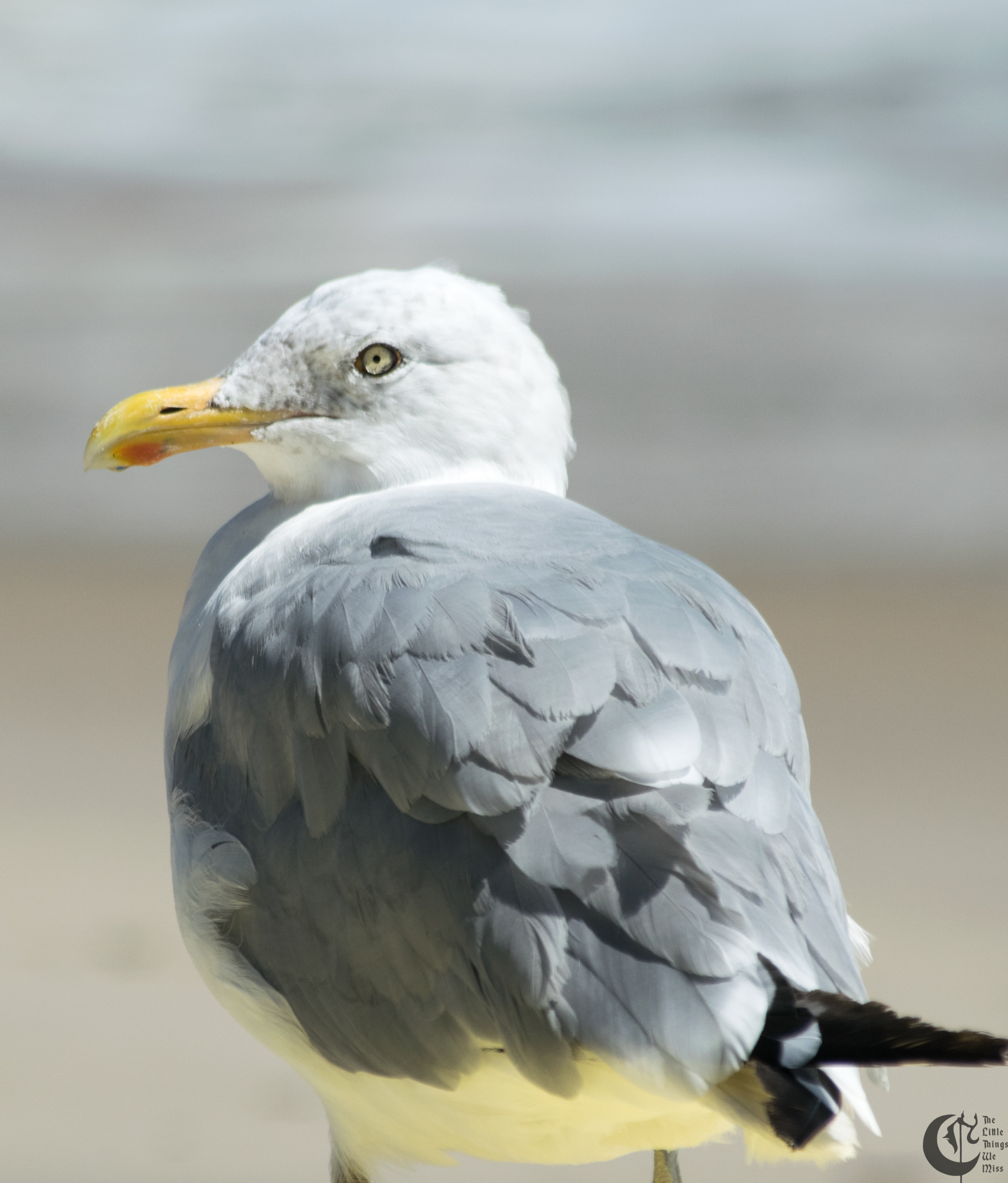 !!_170830_LBI_0071!!