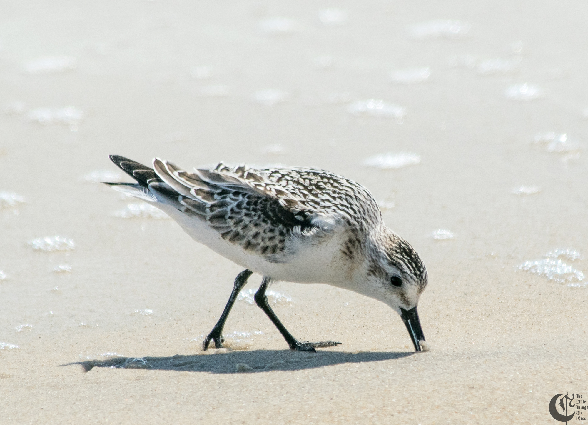 !!_170830_LBI_0134!!