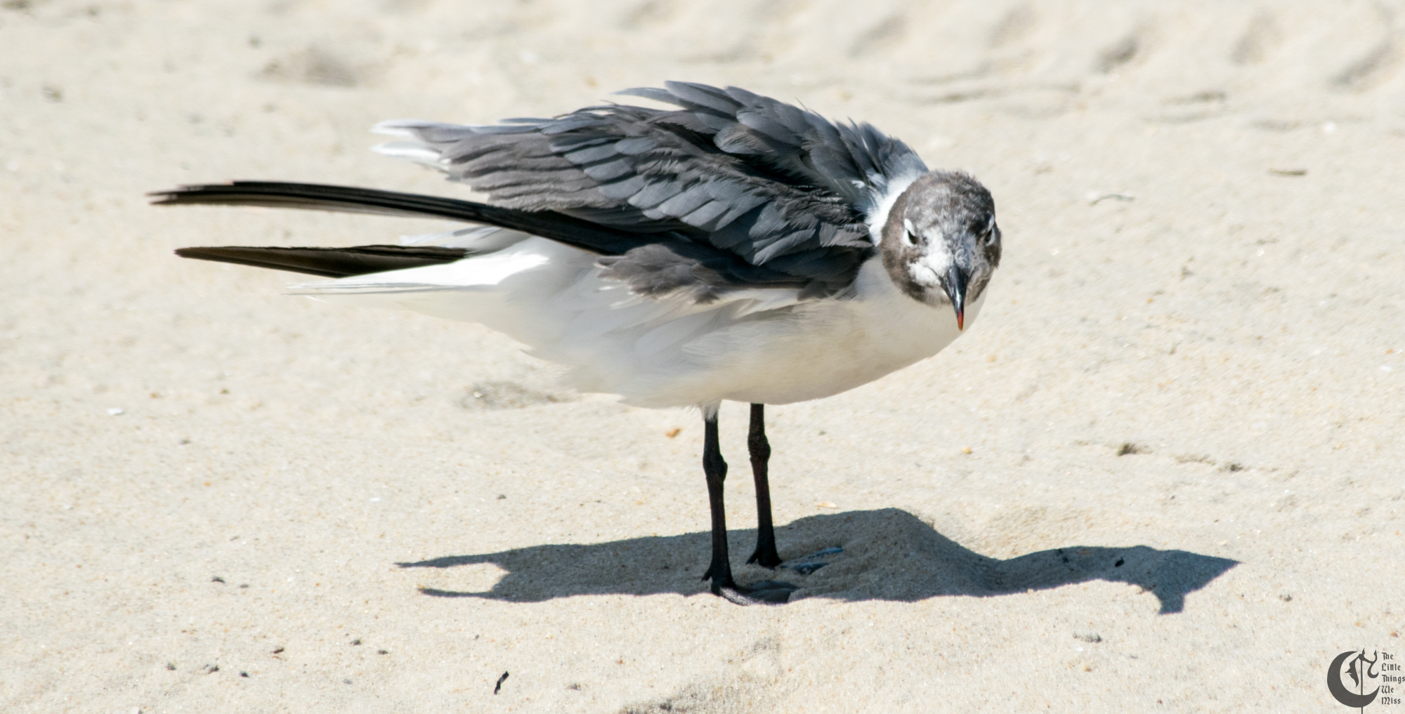 !!_170830_LBI_0170!!
