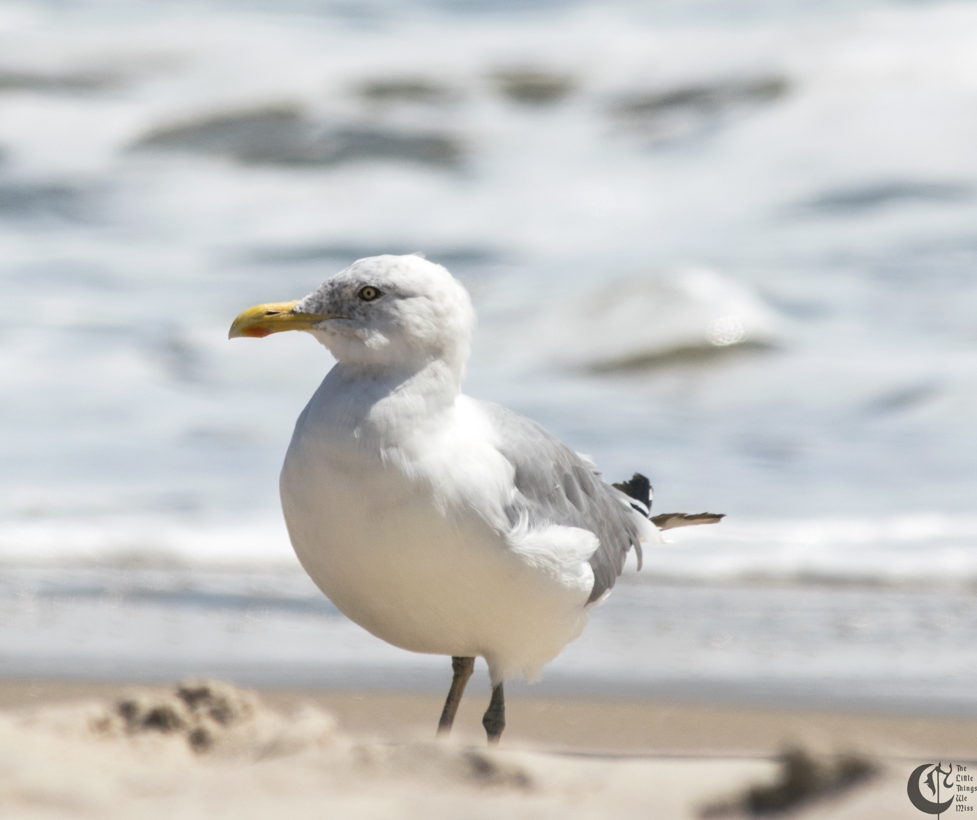 !!_170830_LBI_0191!!