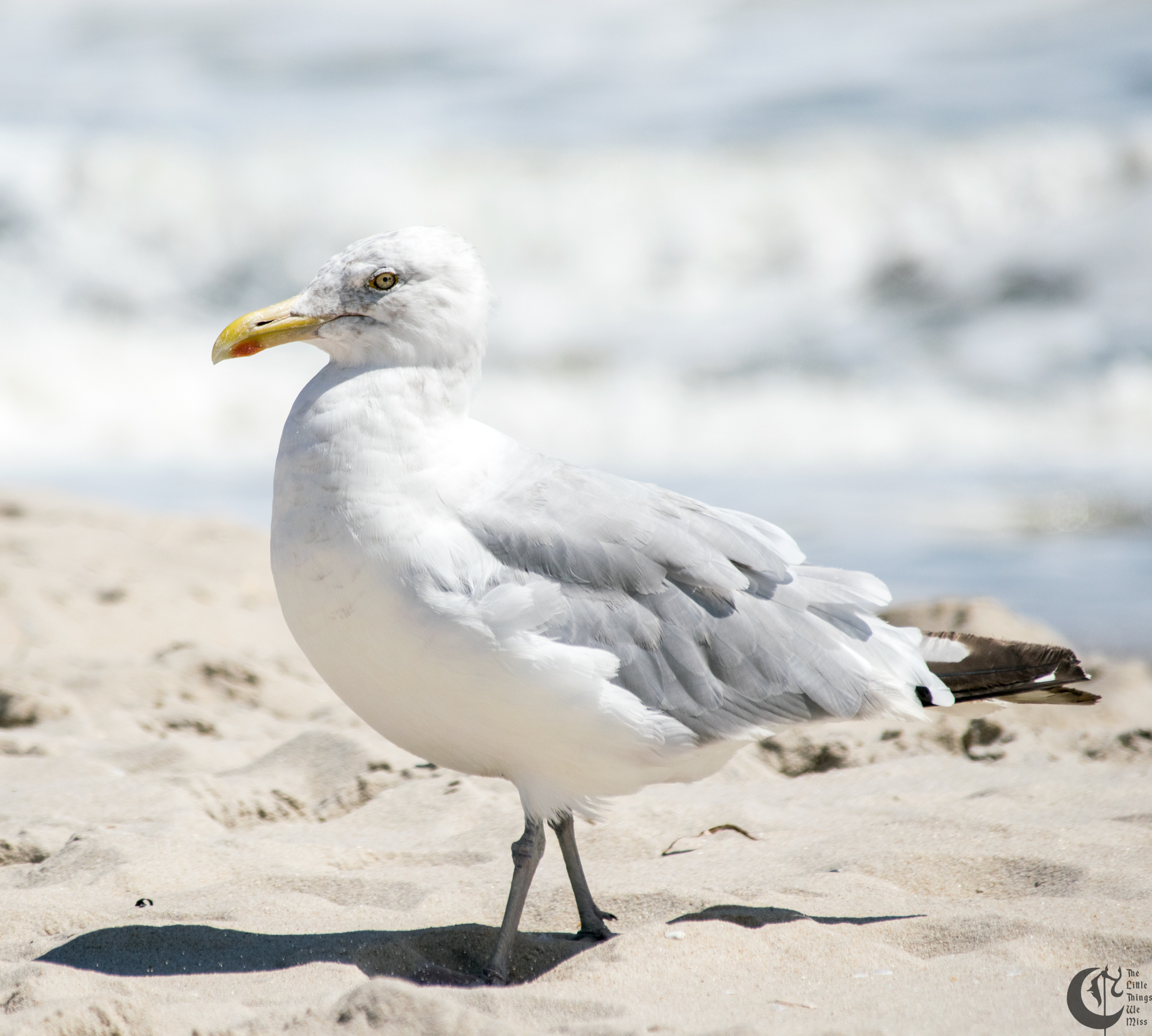 !!_170830_LBI_0200!!