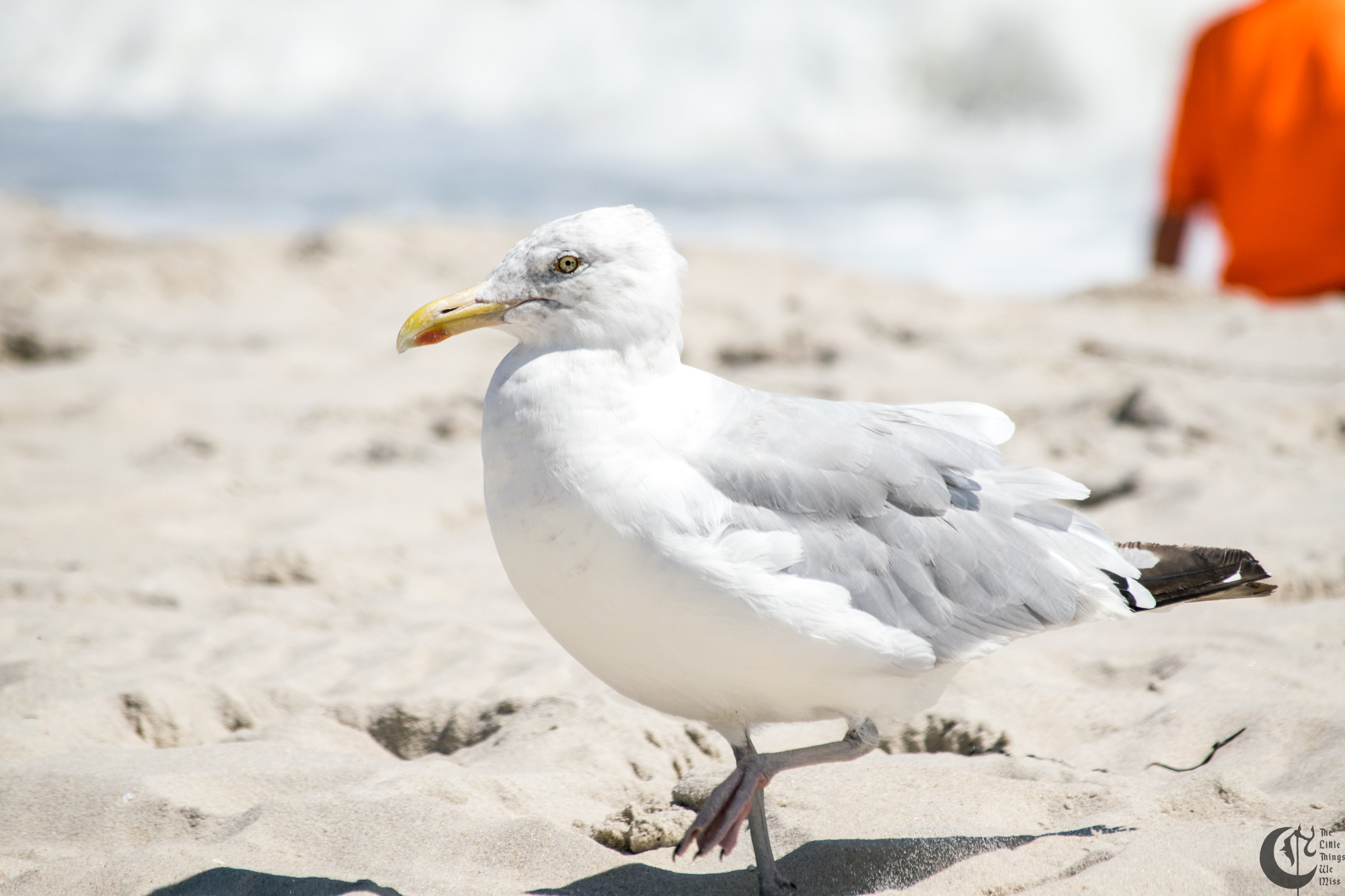!!_170830_LBI_0203!!
