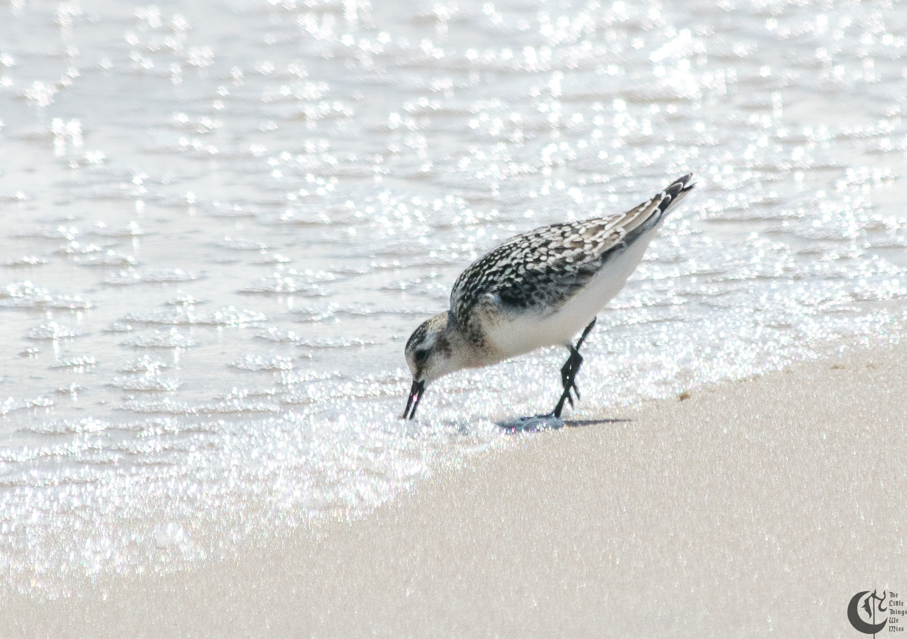 !!_170830_LBI_0246!!