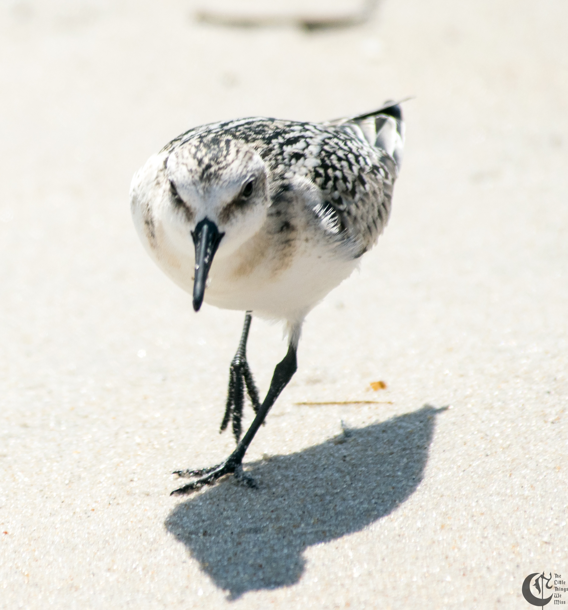 !!_170830_LBI_0250!!