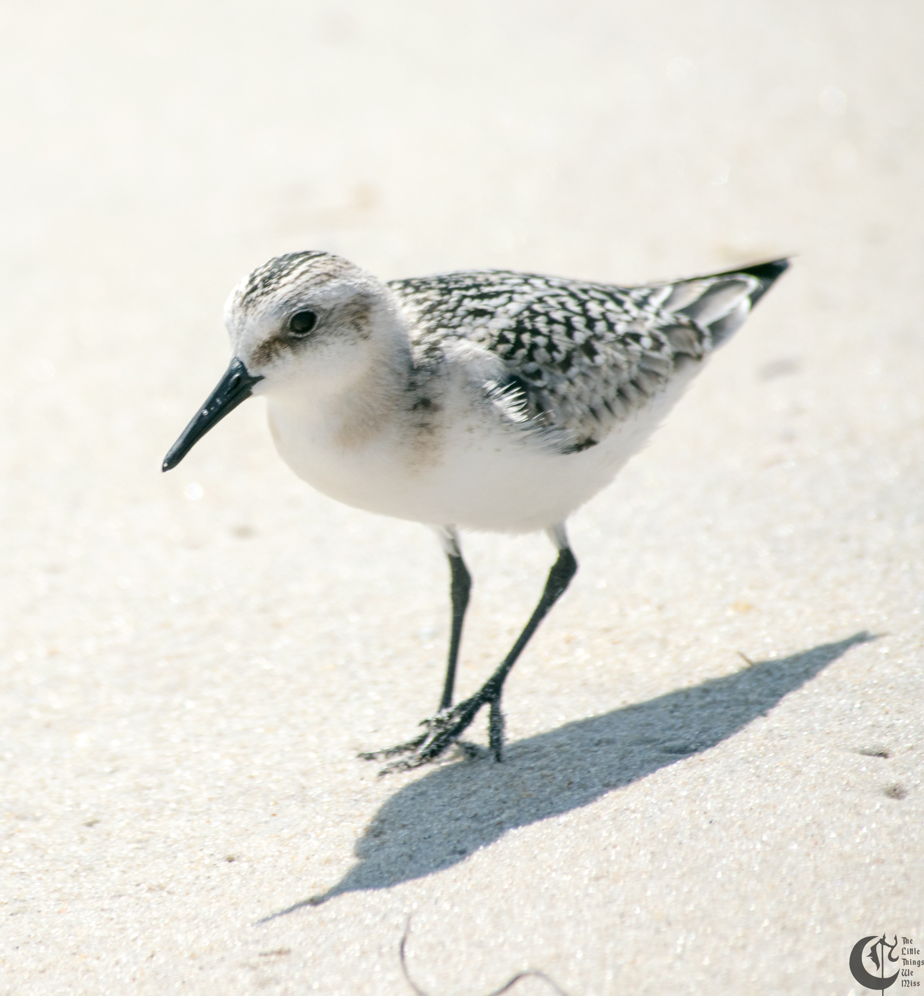 !!_170830_LBI_0253!!