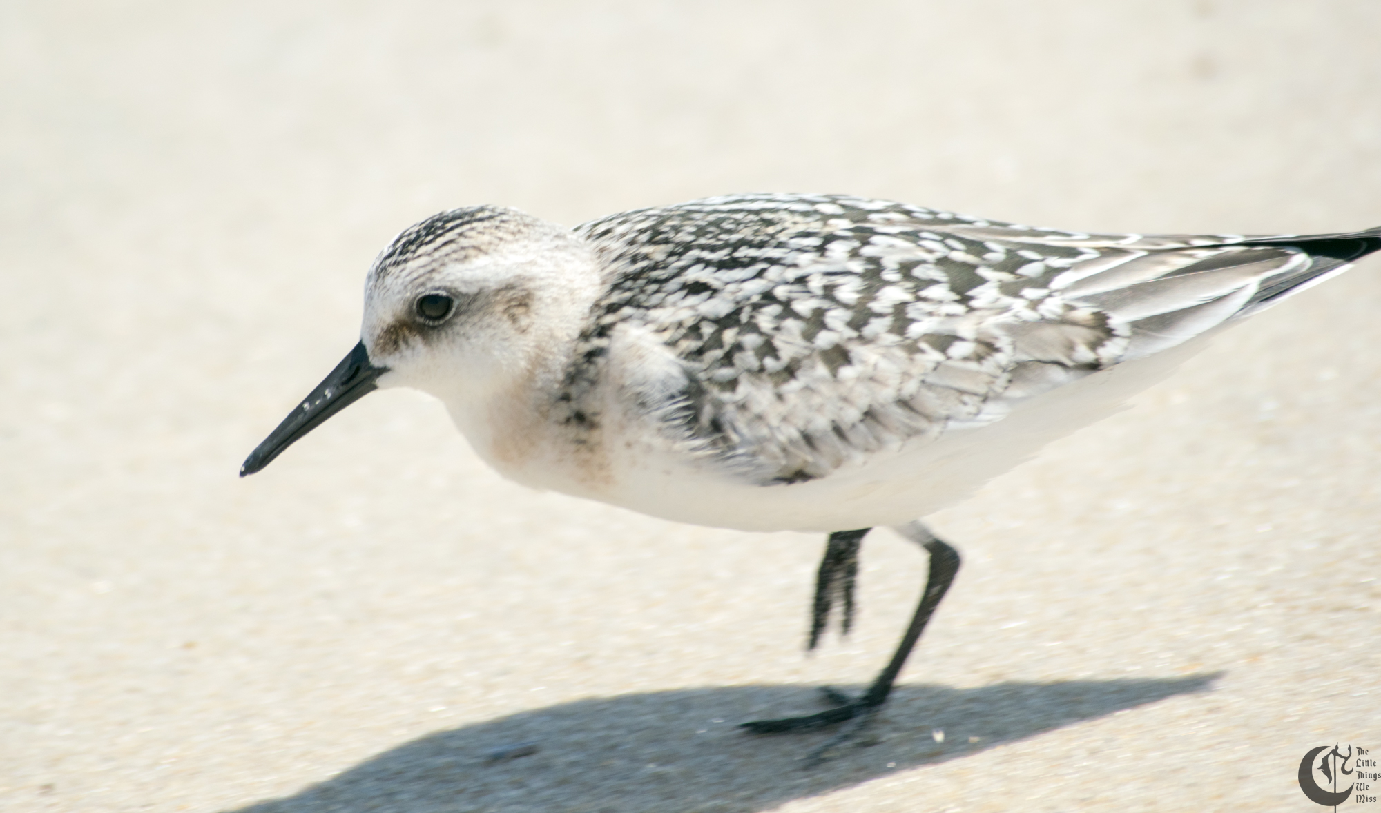 !!_170830_LBI_0257!!