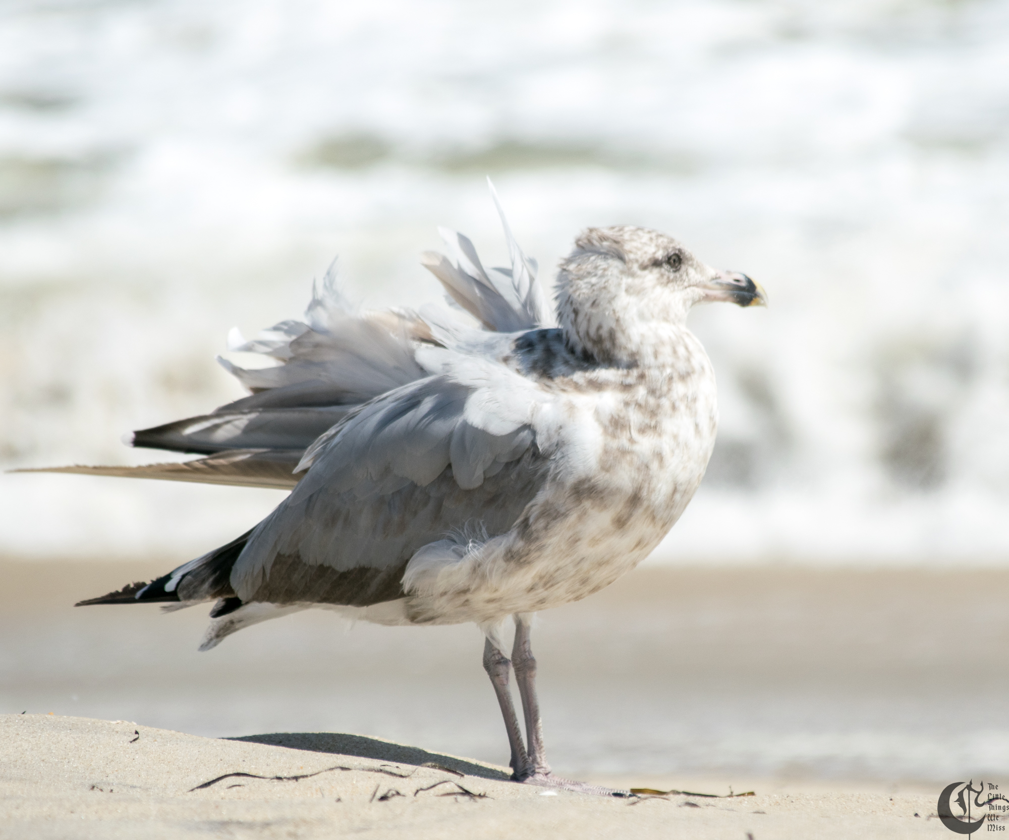 !!_170830_LBI_0274!!