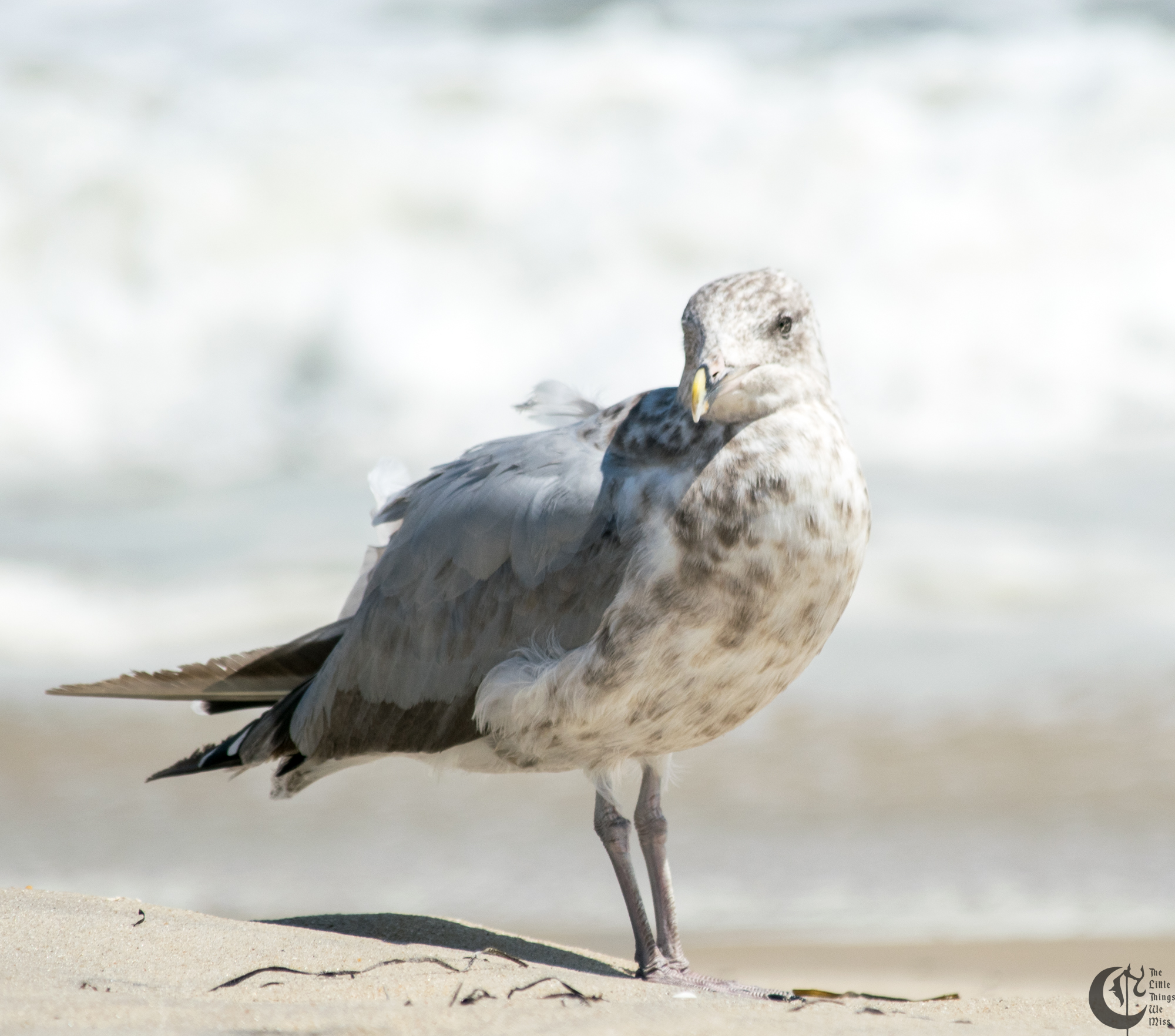 !!_170830_LBI_0277!!