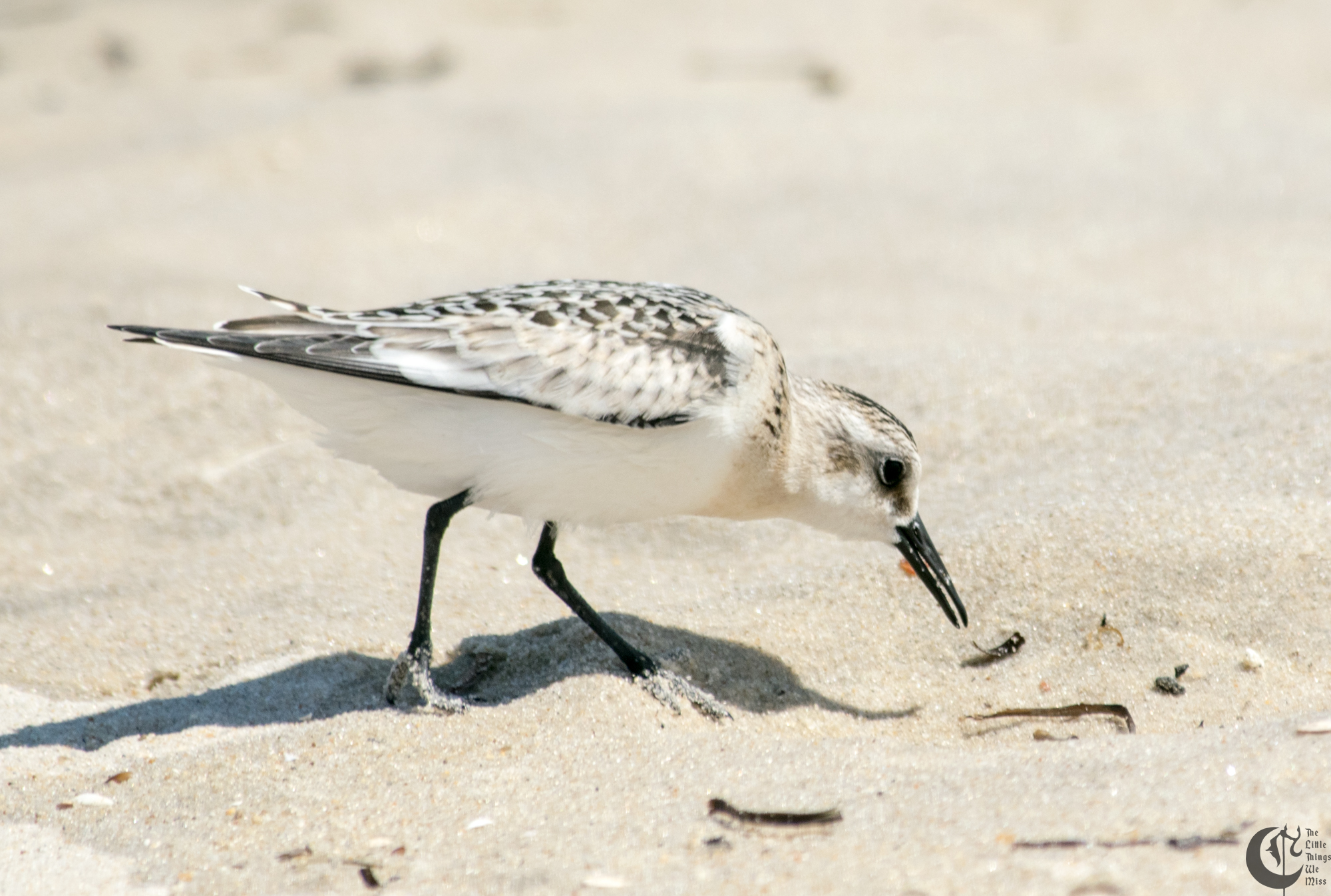 !!_170830_LBI_0322!!