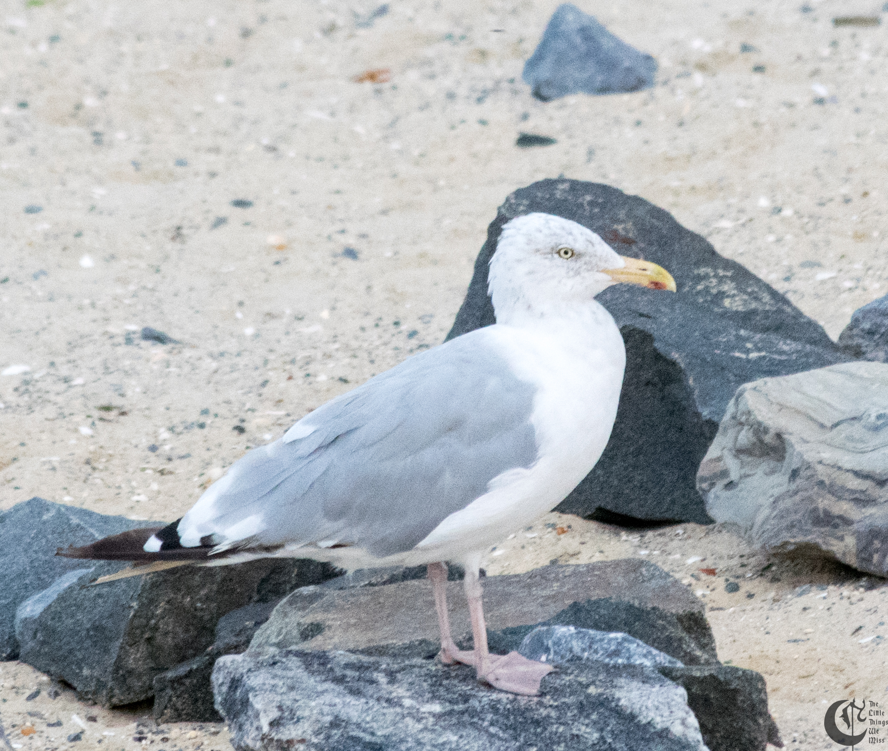!!_170831_LBI_0408!!