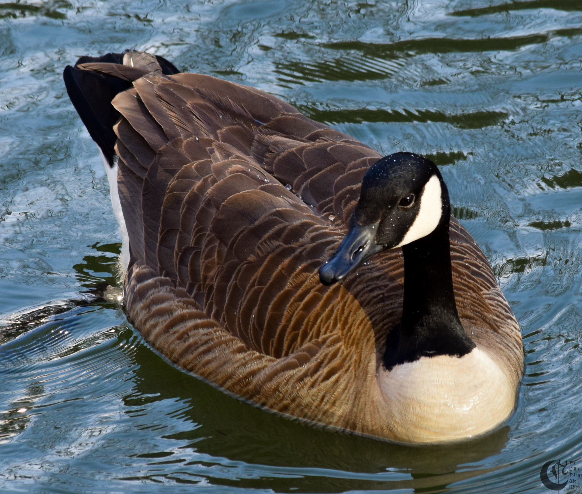 !!_145_-_DSC_6167!!