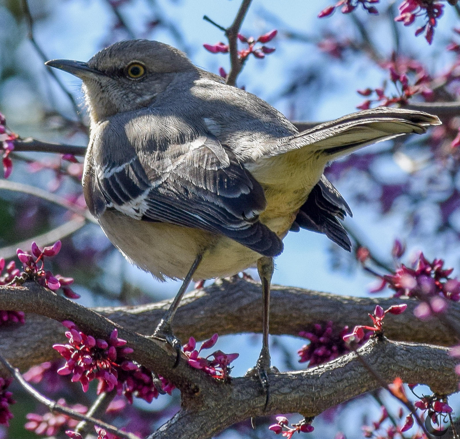 !!_160403_Campus_Walks_0284!!