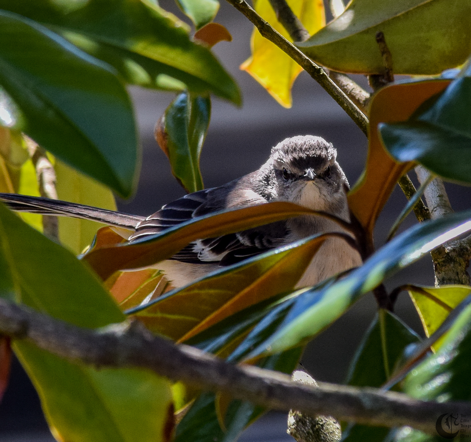 !!_160403_Campus_Walks_0392!!