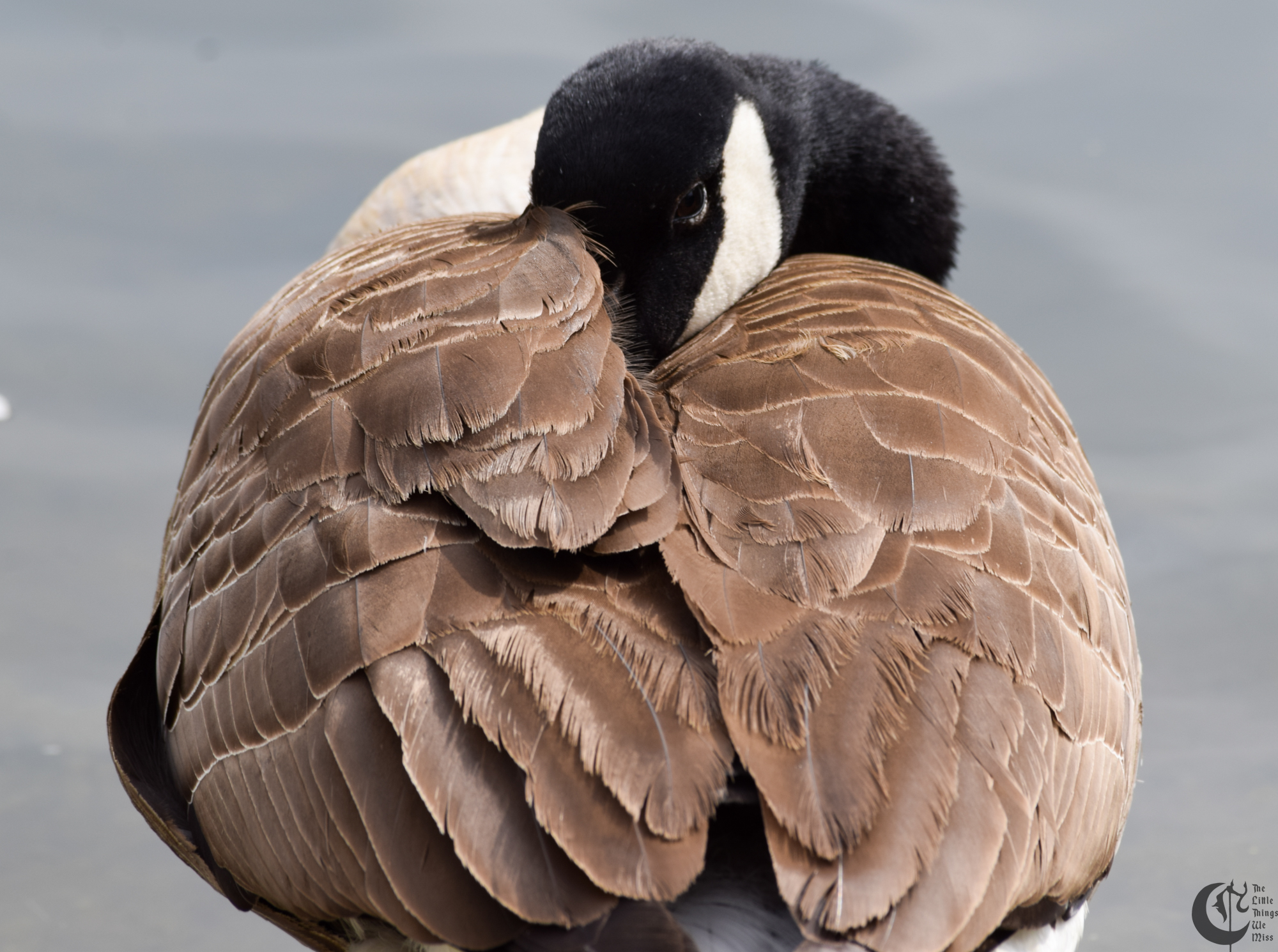 !!_160419_Reading_by_Pond_0027!!