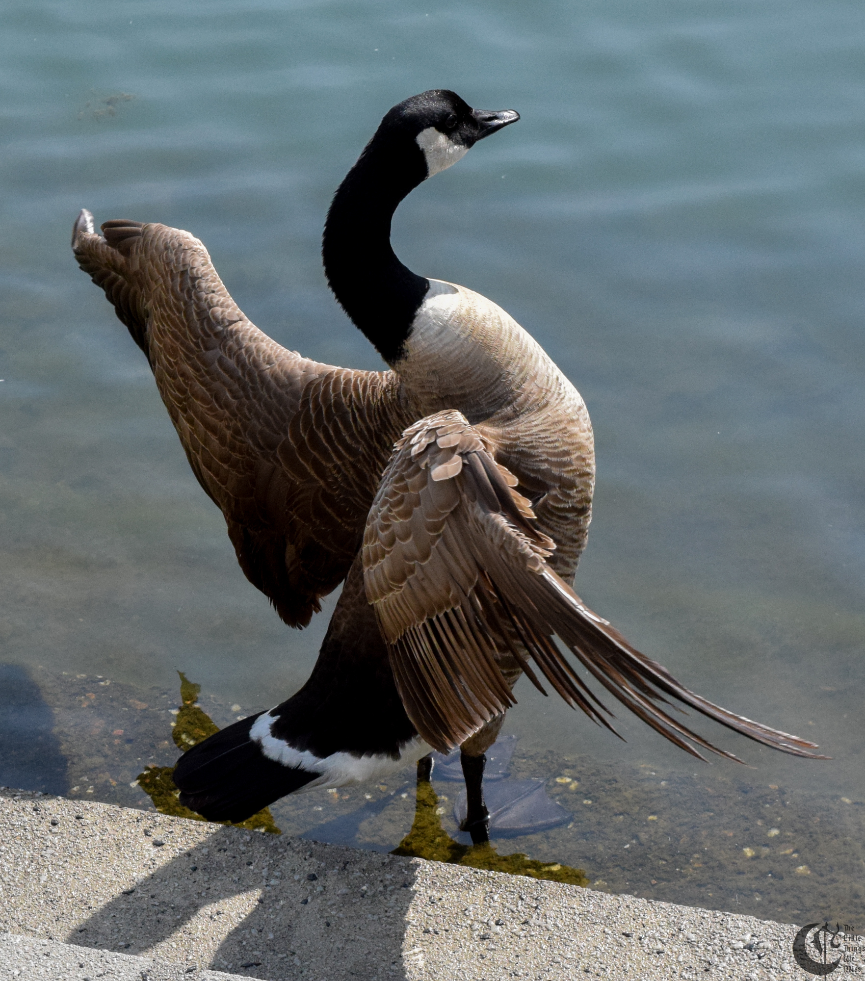 !!_160421_Reading_by_Pond_0042!!